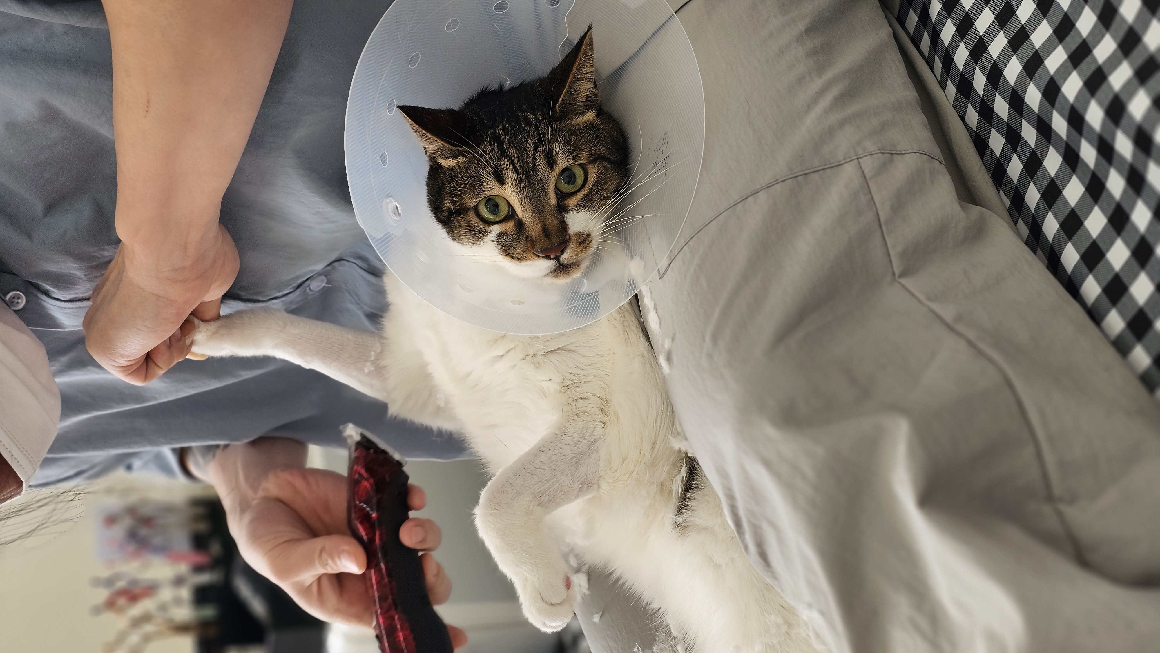 고양이 미용실 방울선생