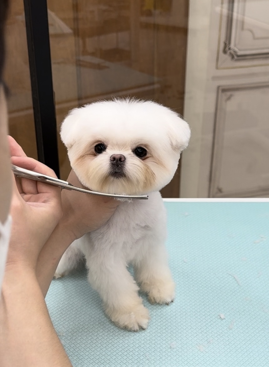 댕모먼트