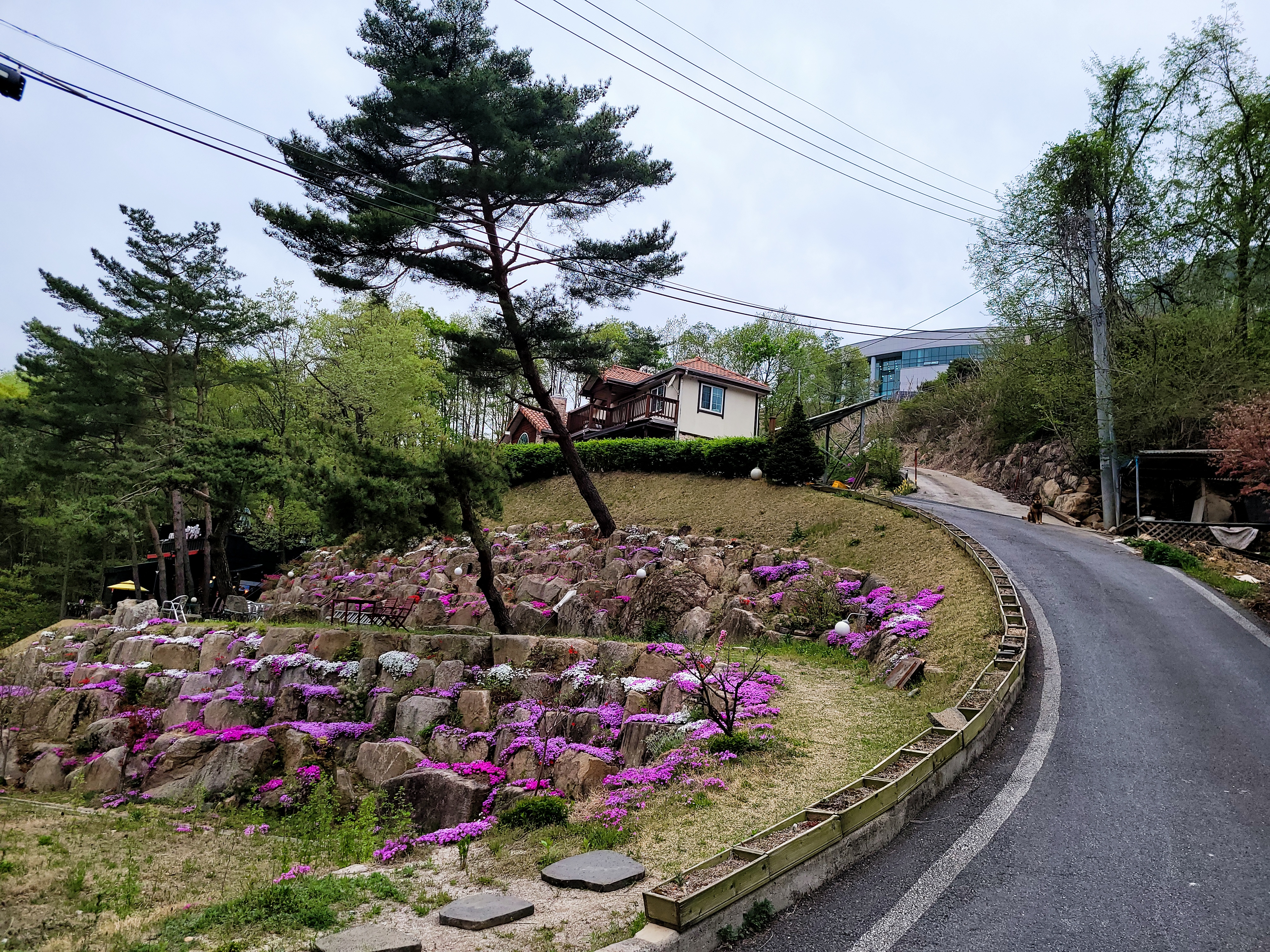 소나무정원화덕피자 이미지