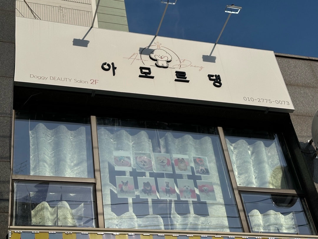 아모르 댕