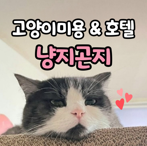 고양이무마취미용 냥지곤지