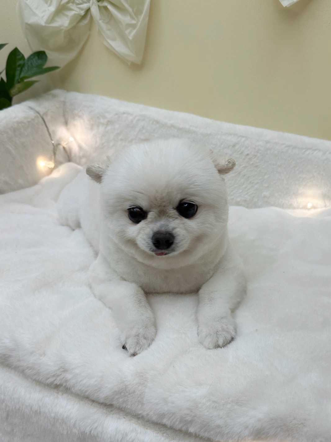 다롱이네