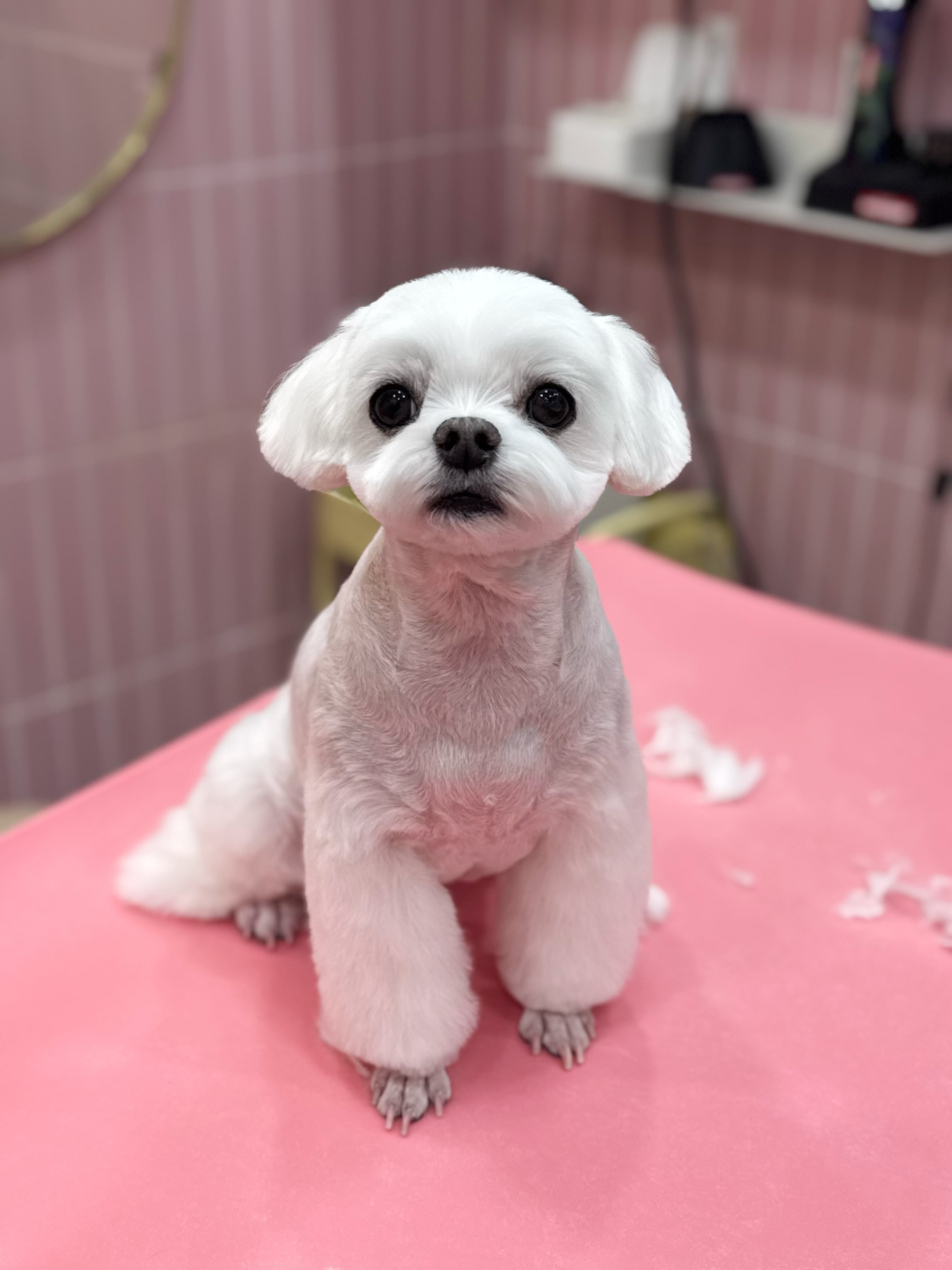 플레이도그
