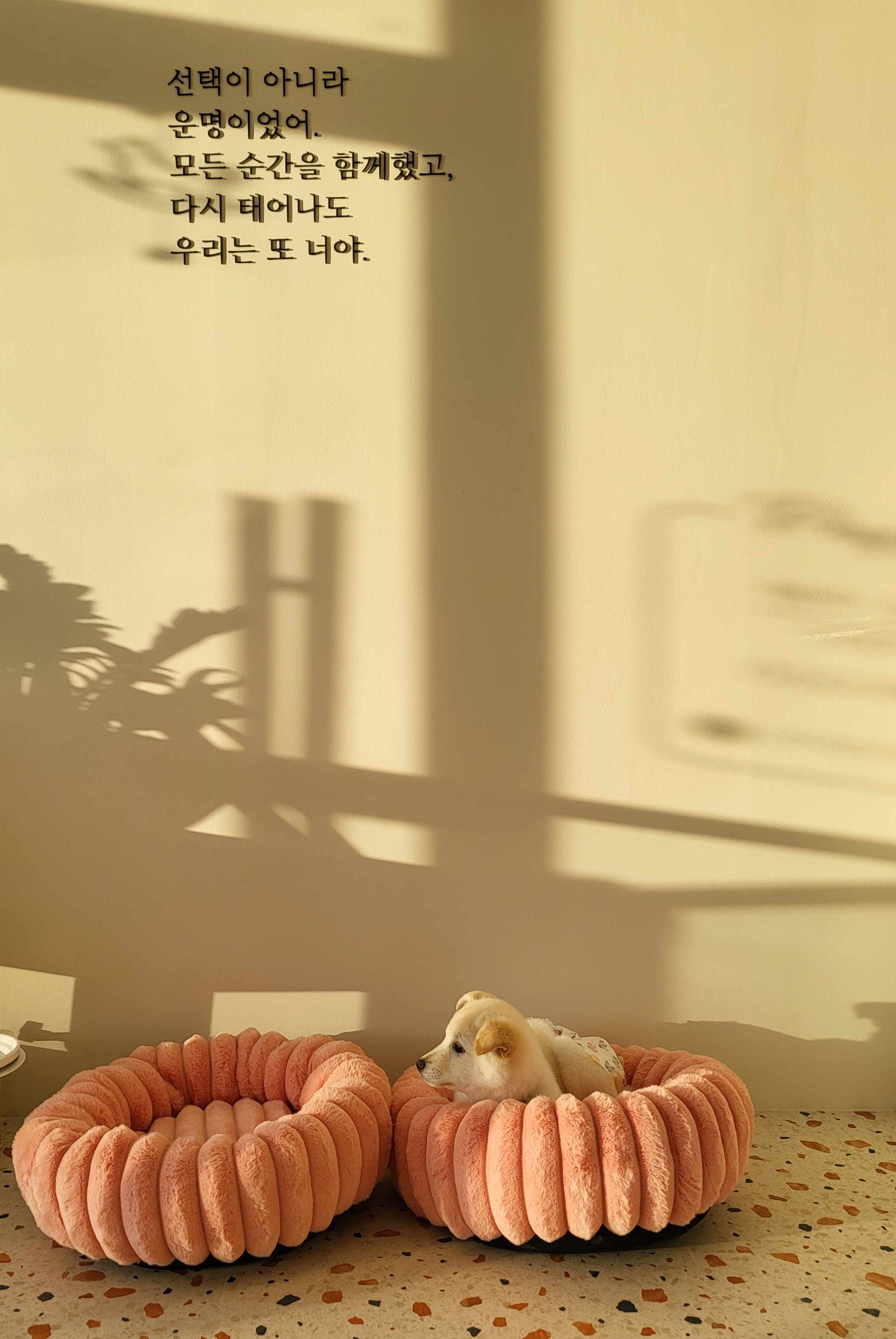 퍼피데이