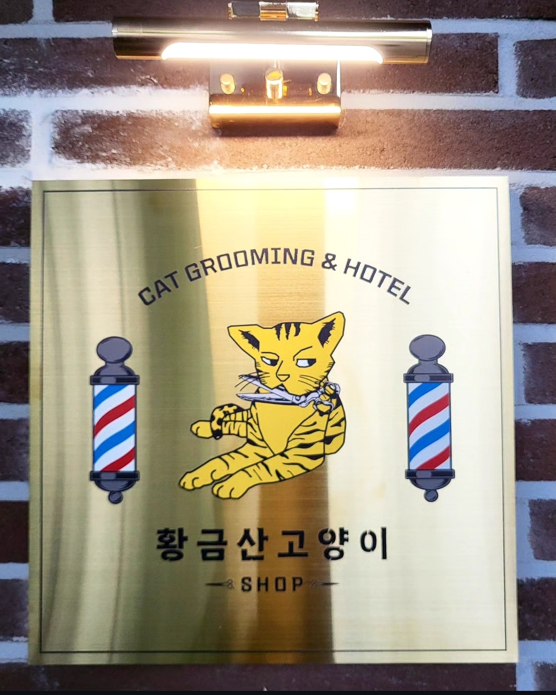 황금산 고양이