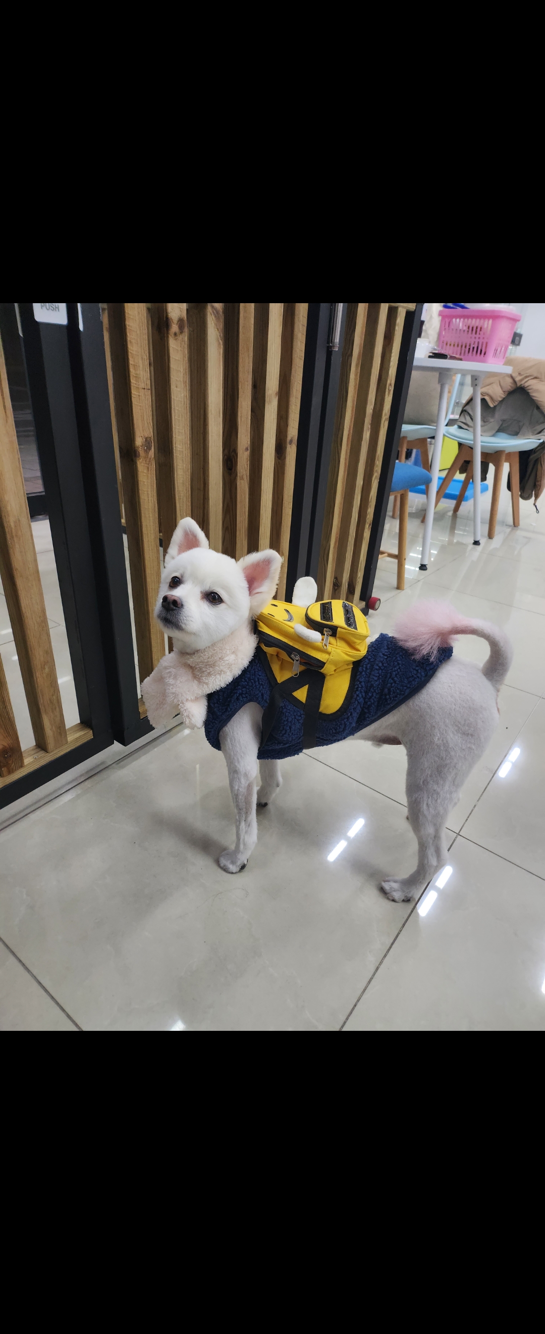 마이펫