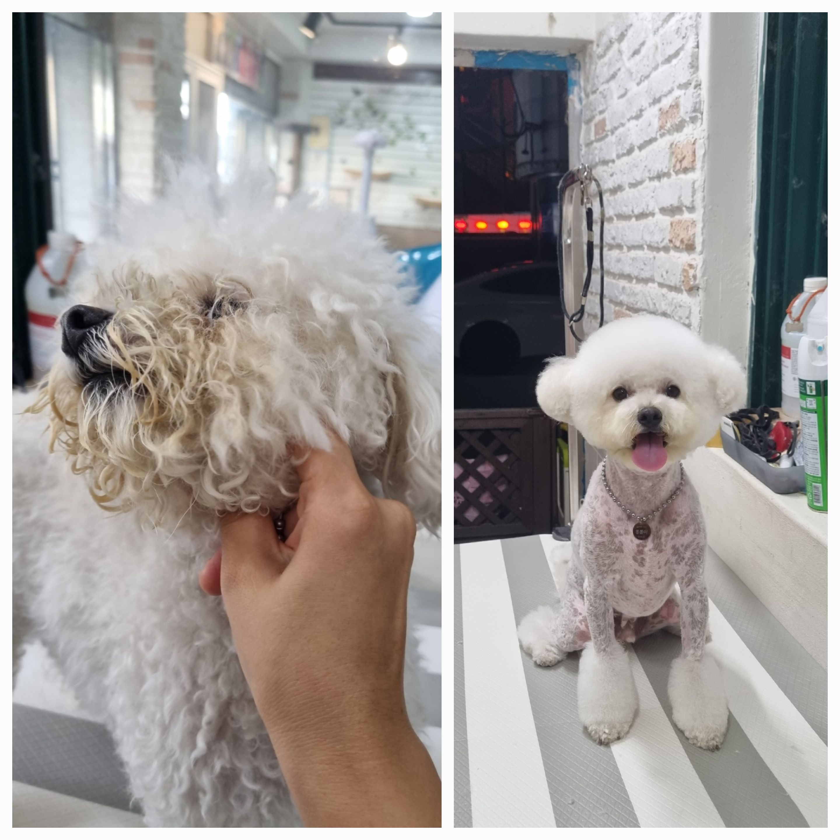 메이플 스토리 애견샵