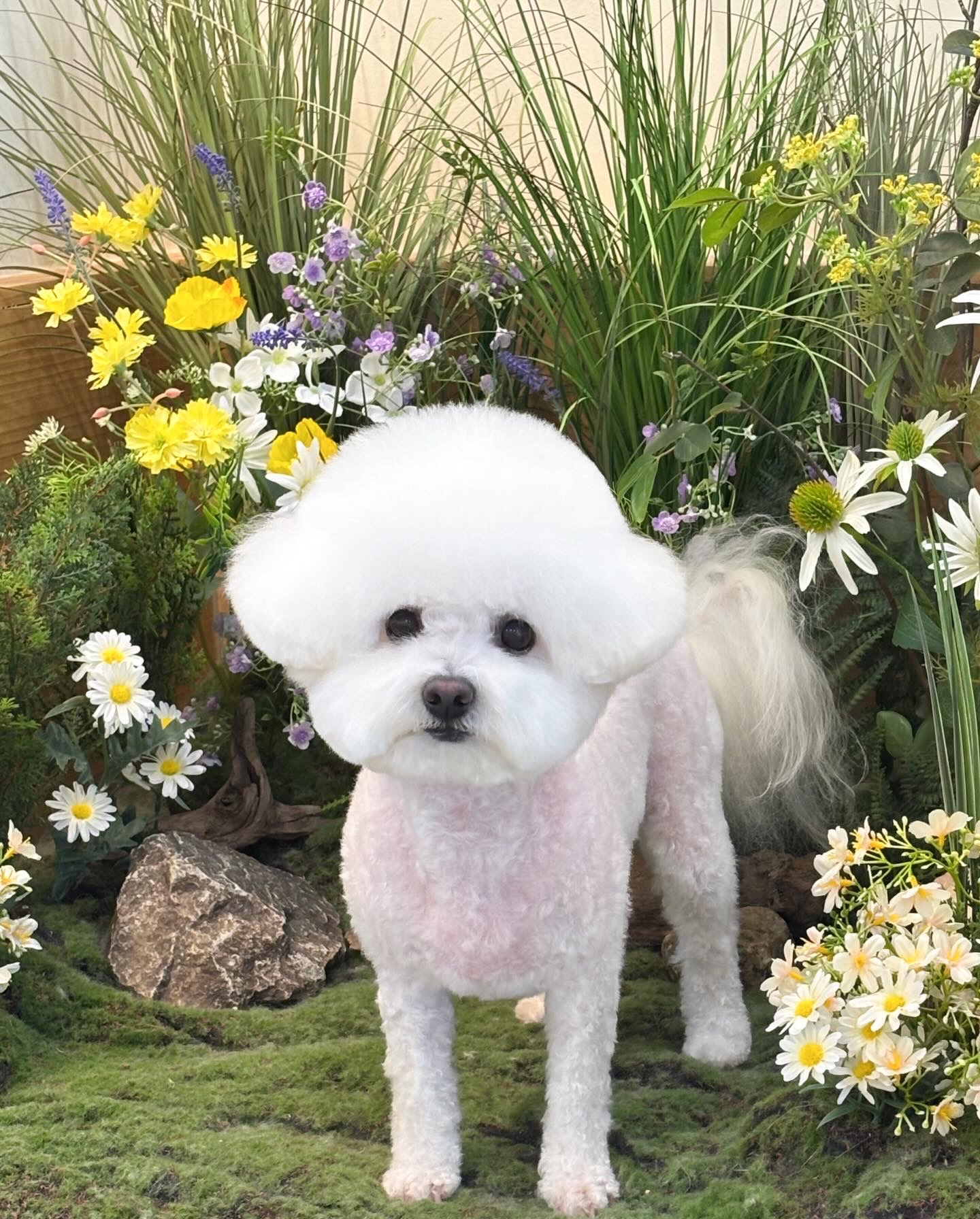 댕댕사우나