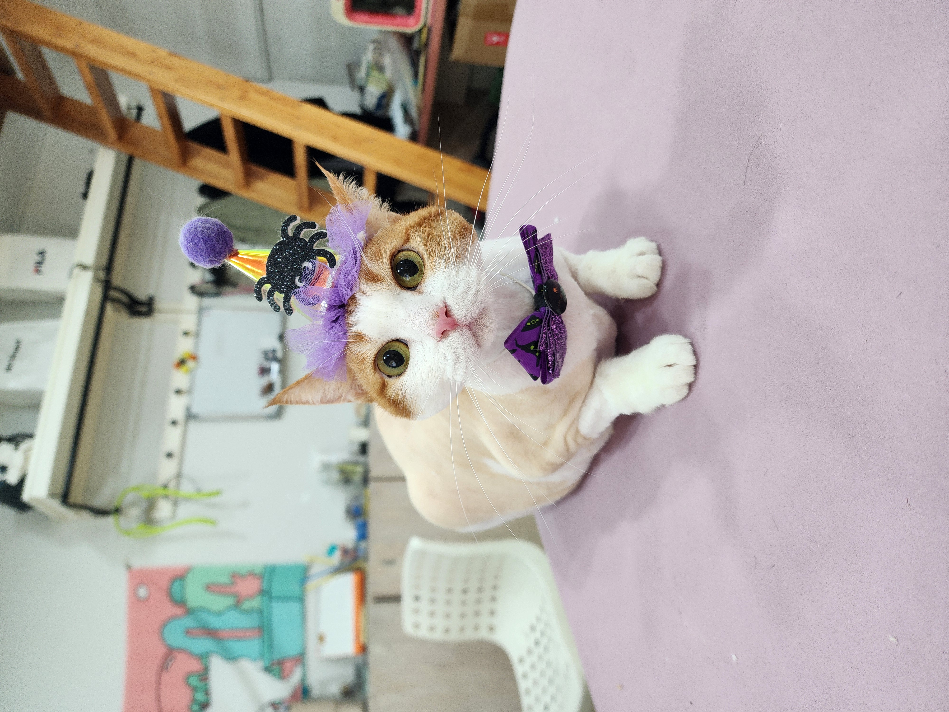 꽃길 걷는 고양이