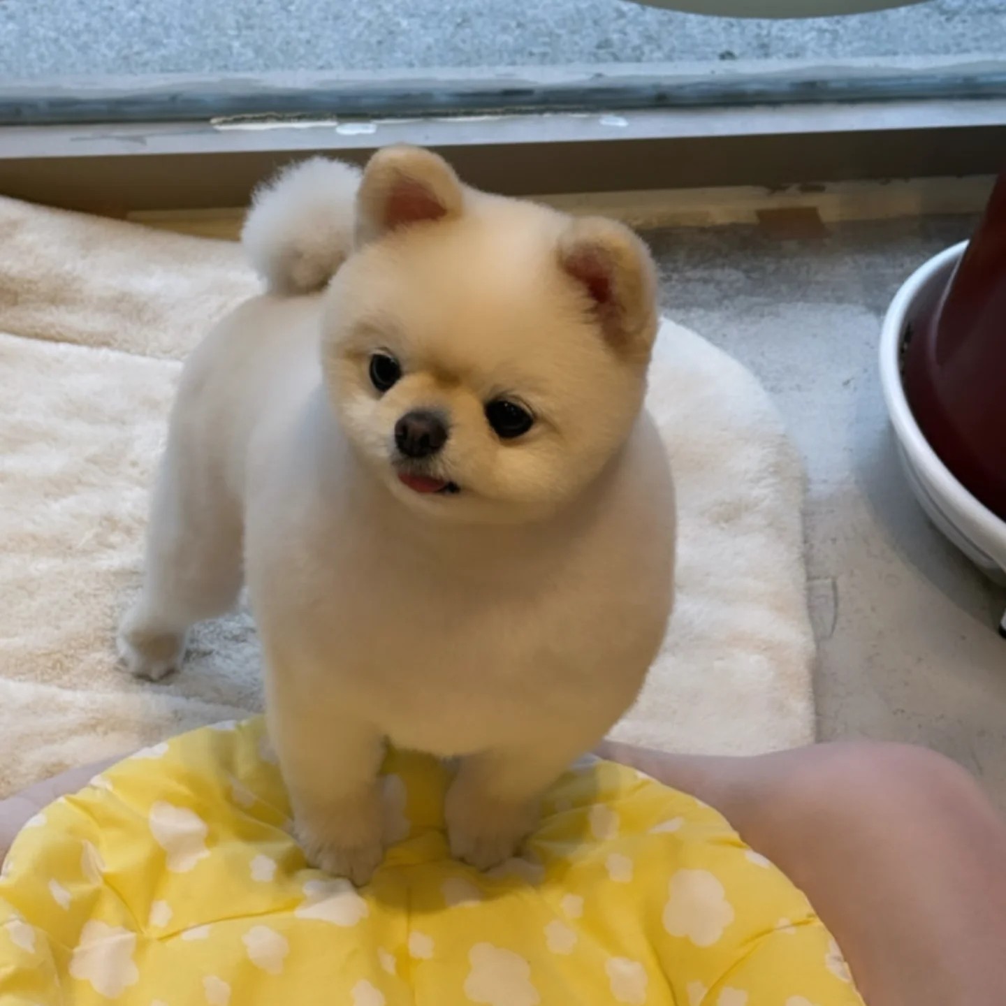 버블펫