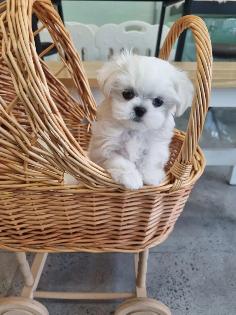 강아지와 나