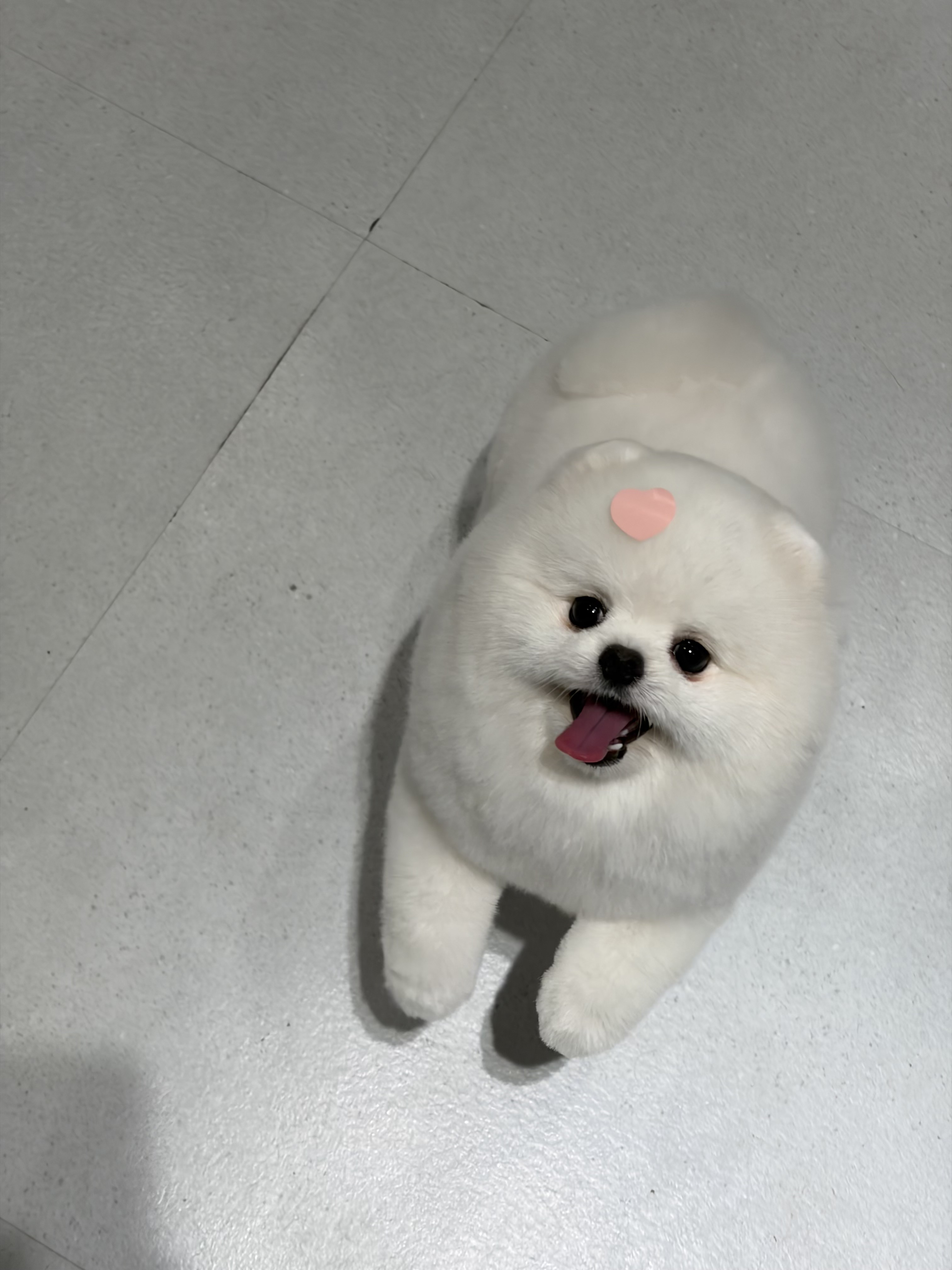 멍멍이미용실