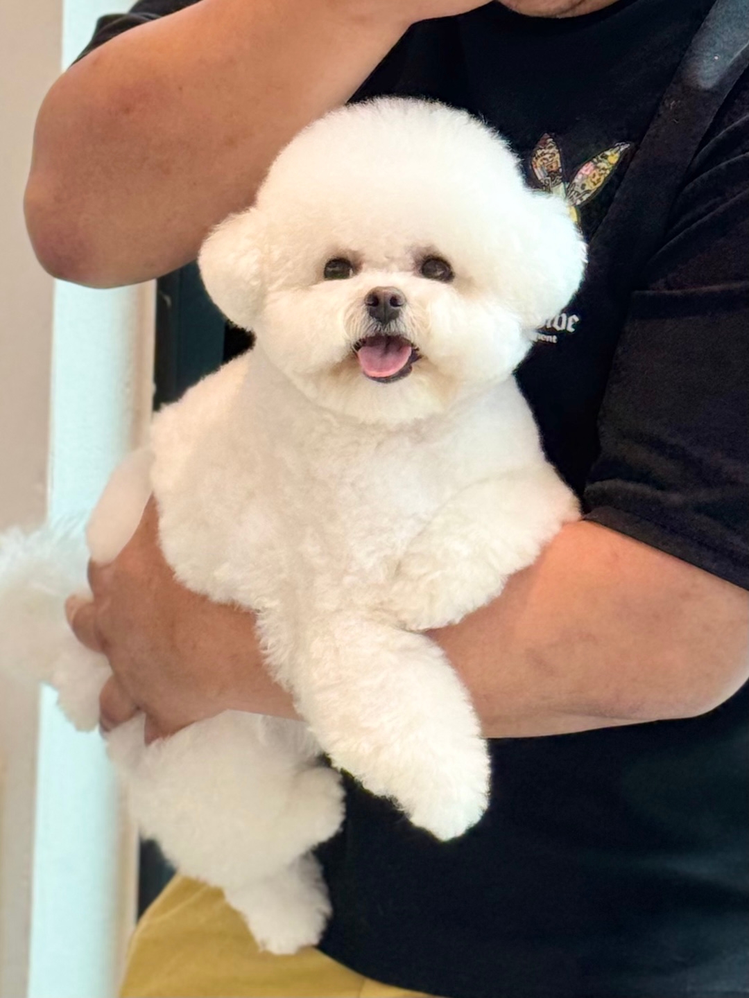 단추펫살롱
