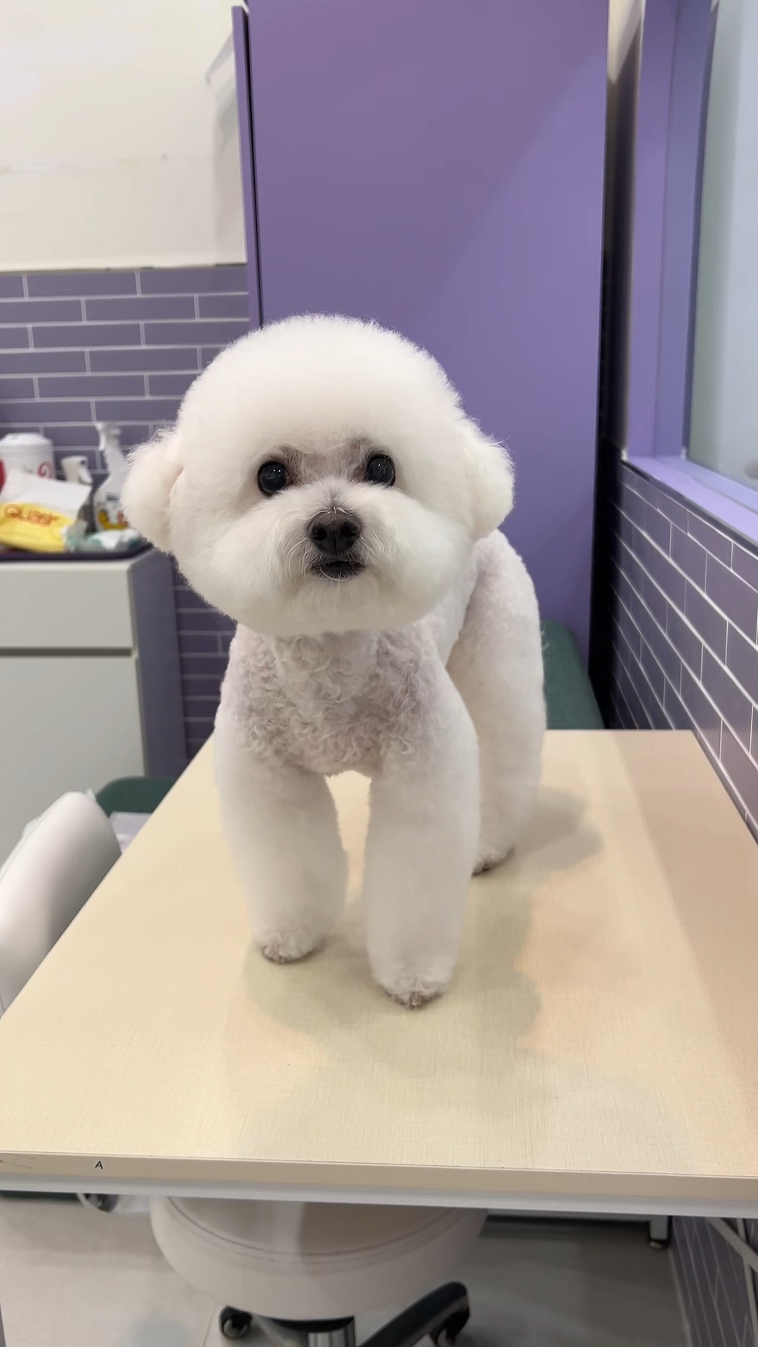 퍼플포우 펫살롱