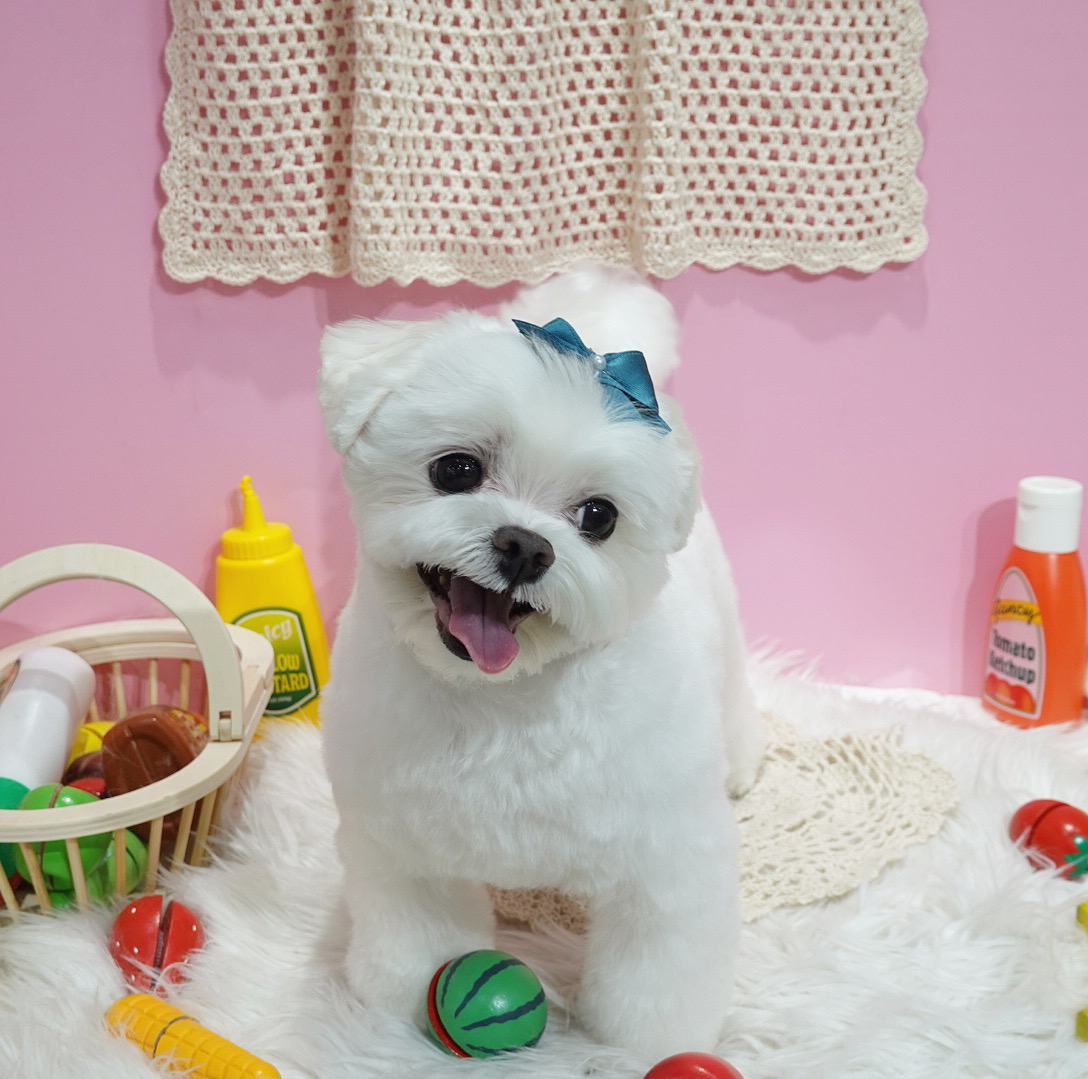 그루메이트 Groomate