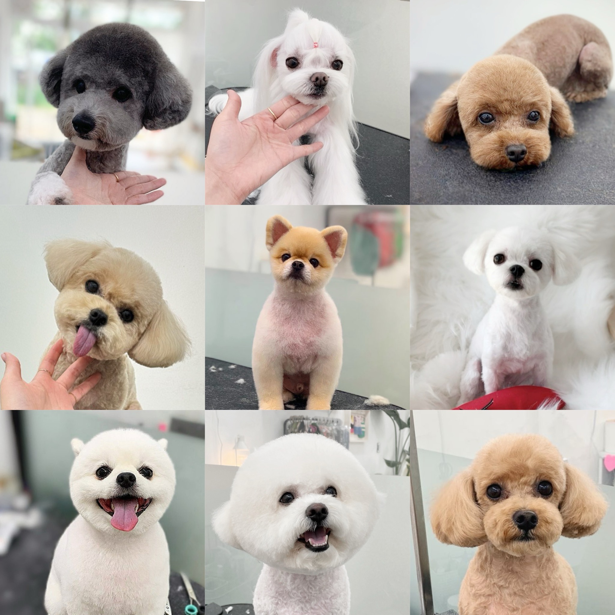 럽독(Luv Dog)