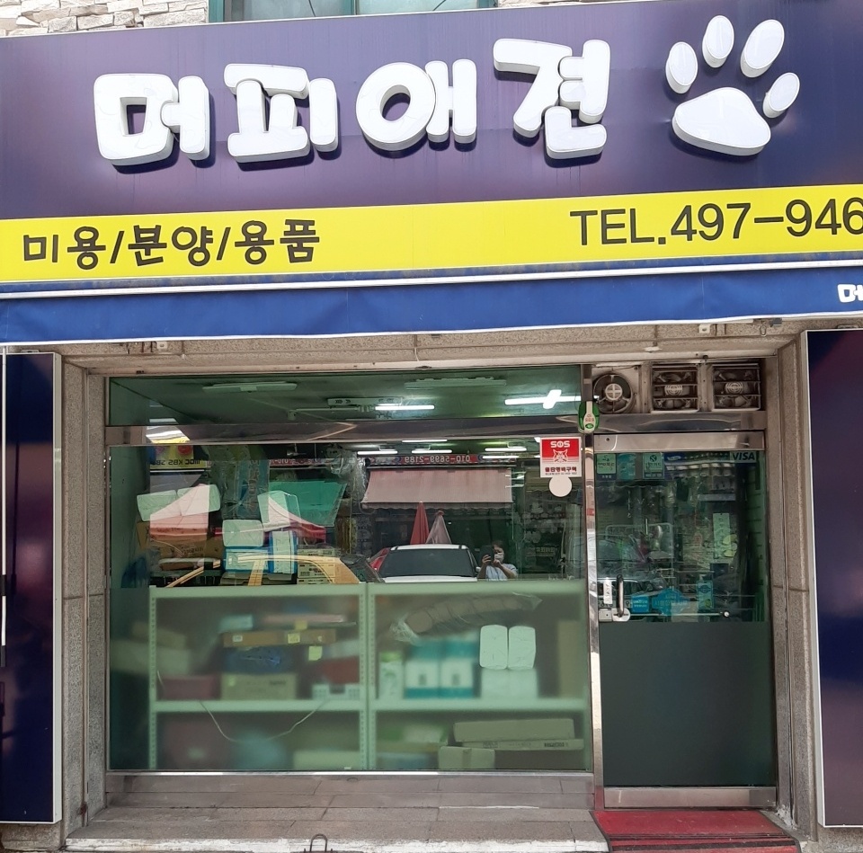머피애견