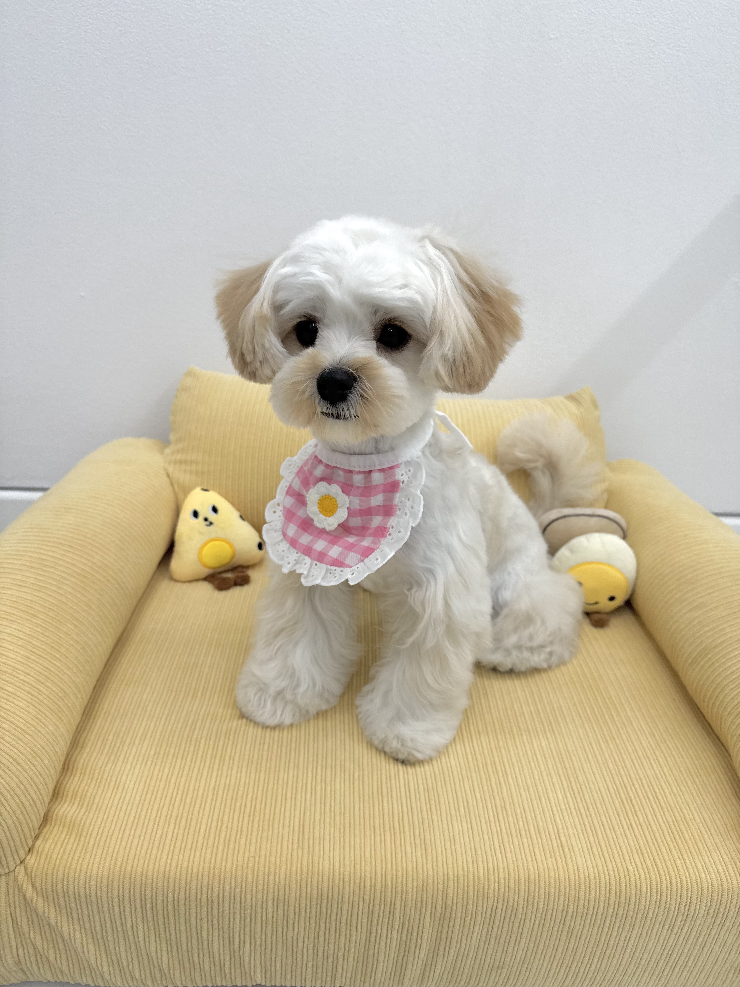 위드포우
