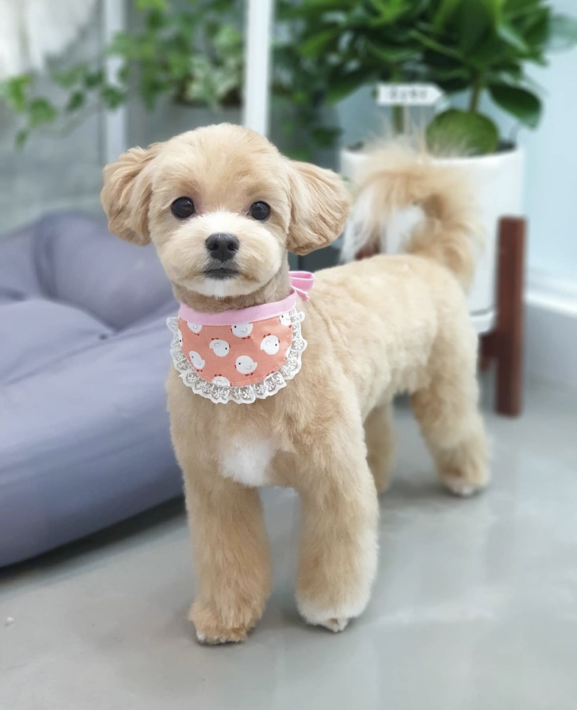 연지곤지 그루밍샵