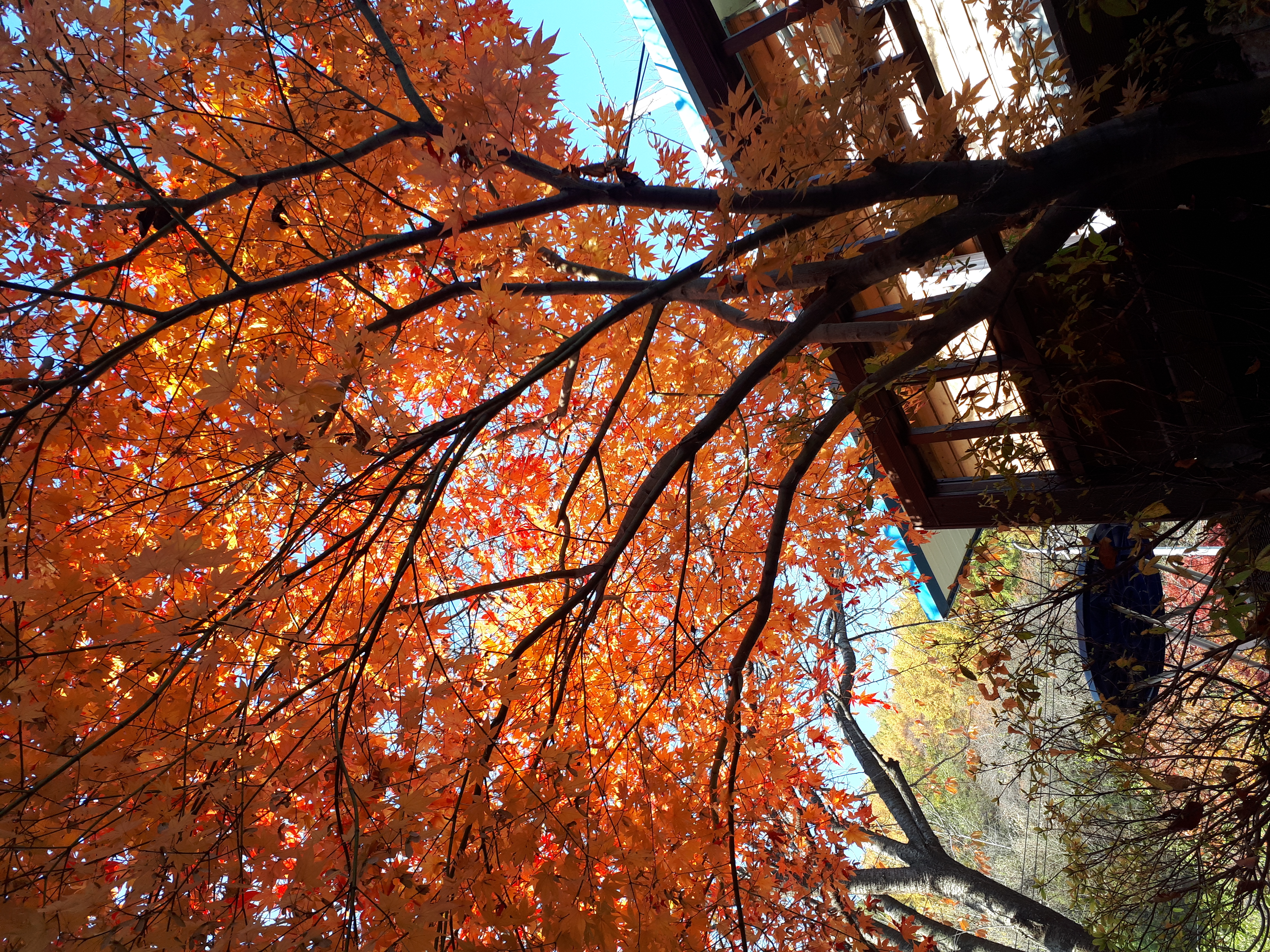 카페플로라 이미지