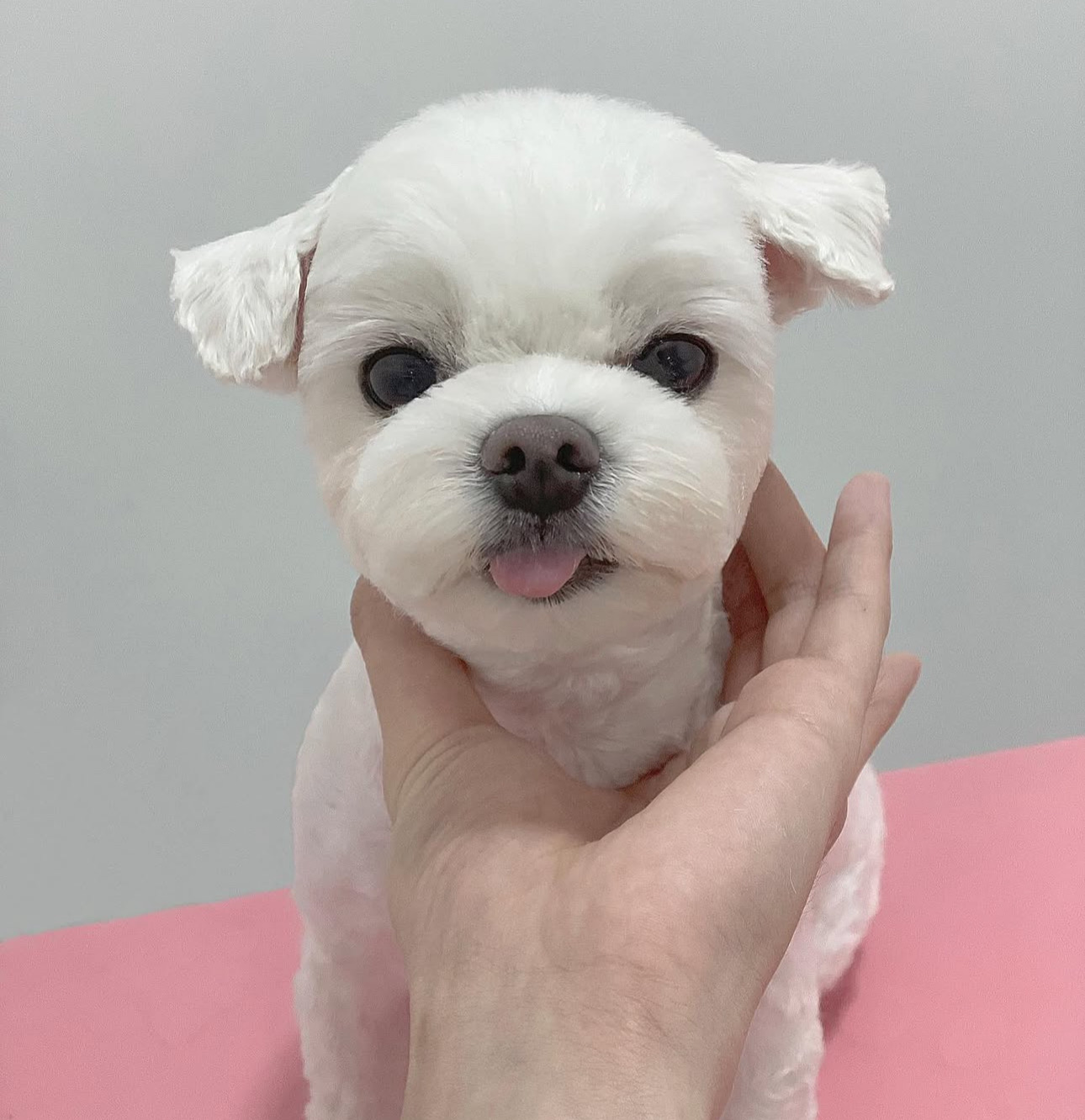 꼬몽그루밍