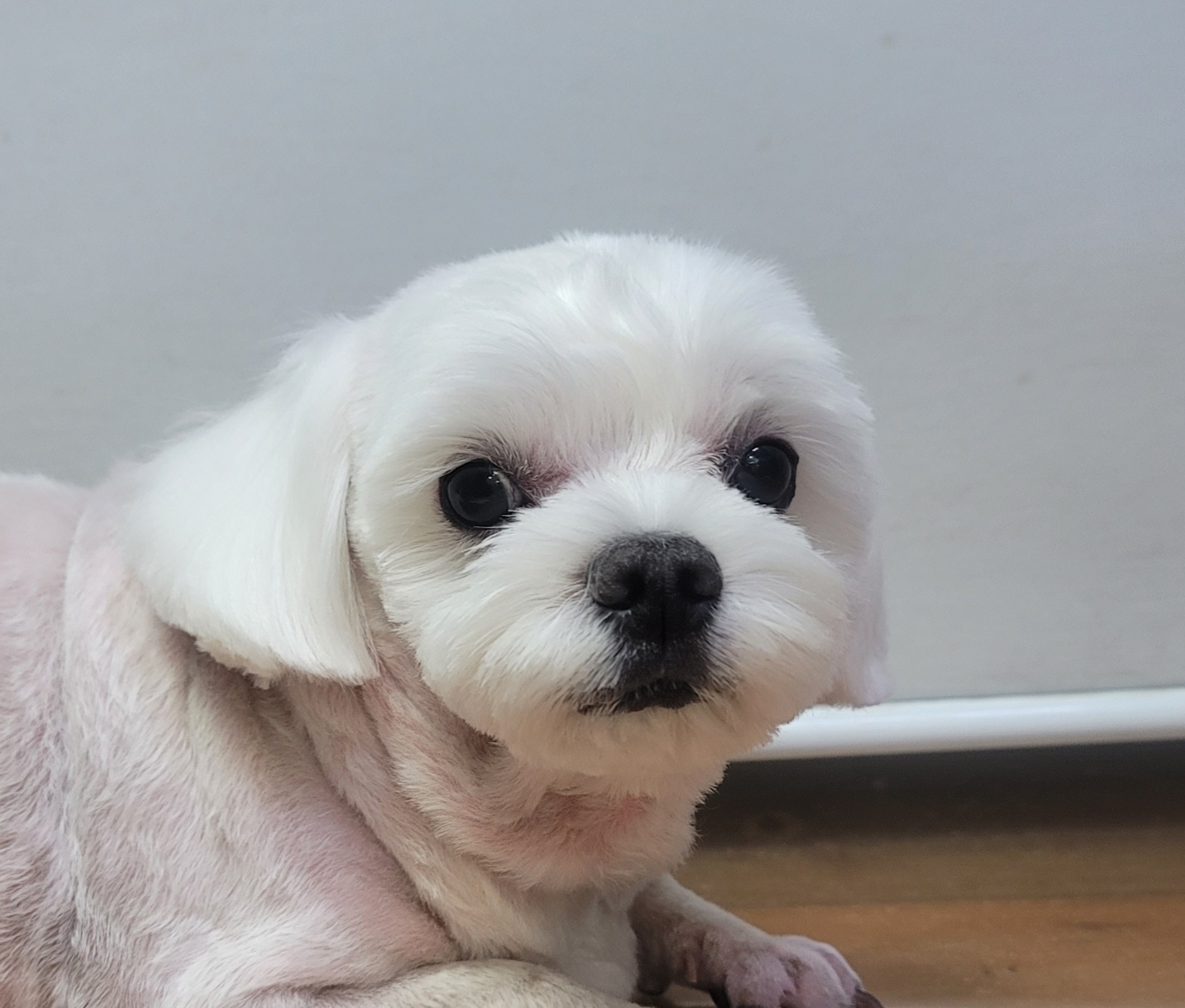 바이크애견