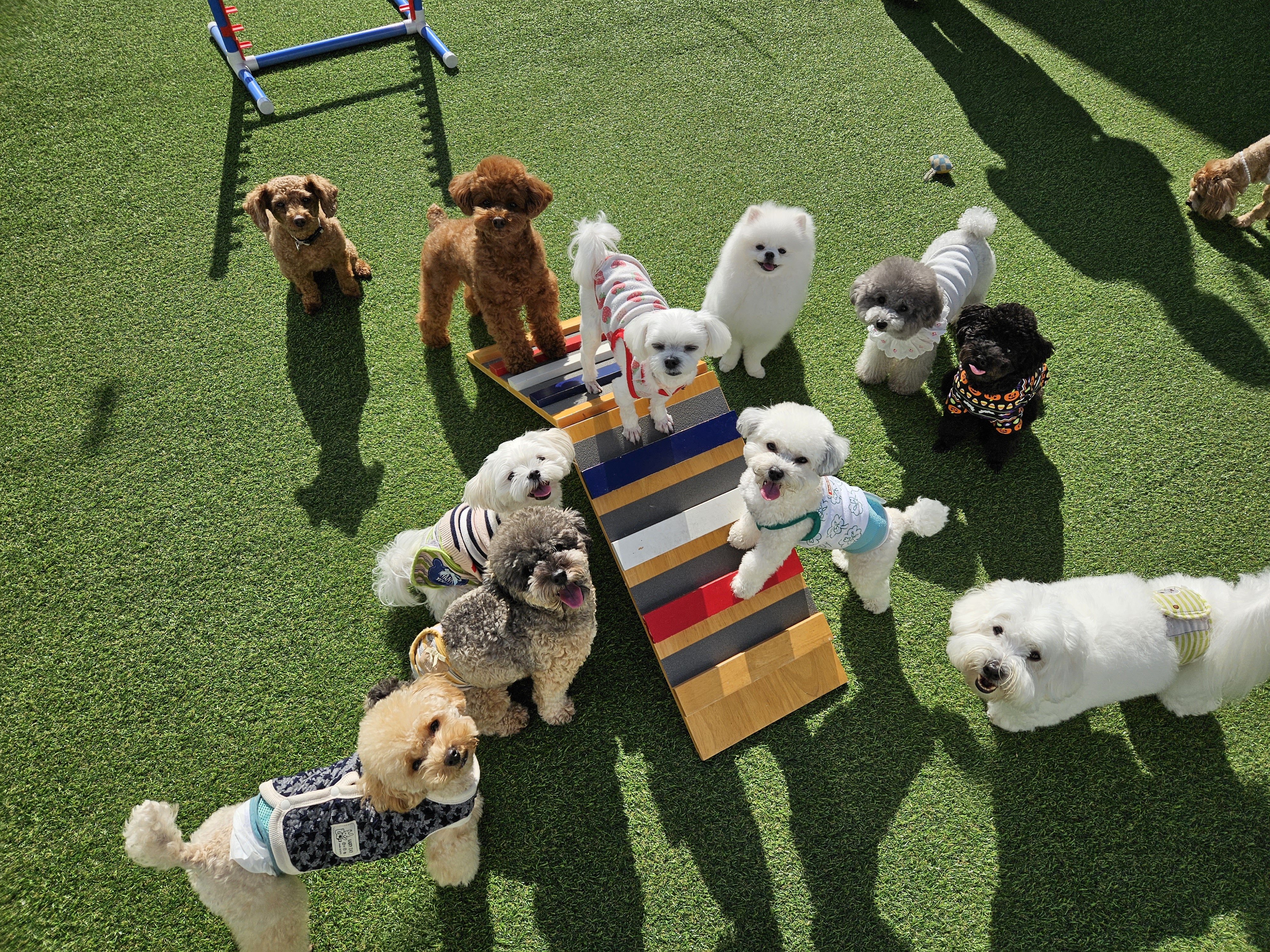 핸즈독(HANDSDOG)