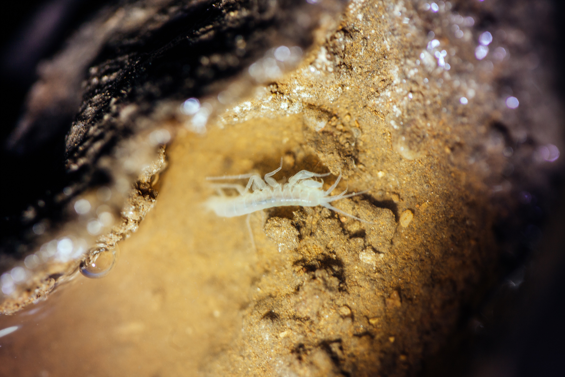 단양 고수동굴 이미지