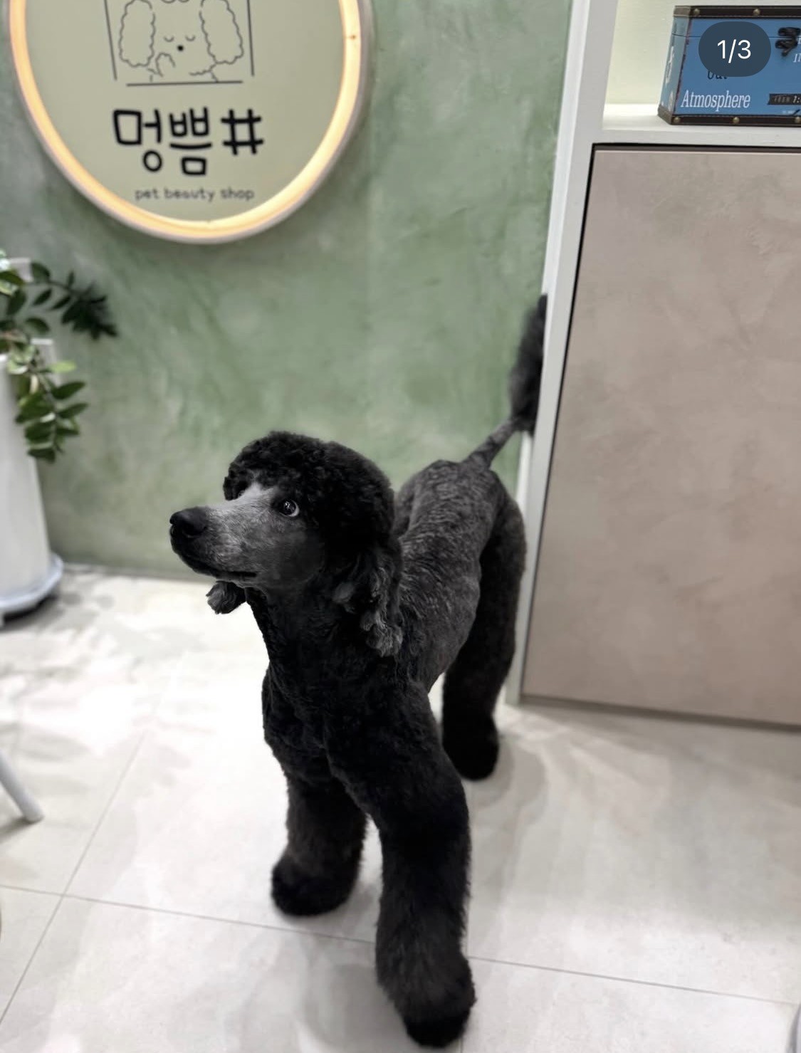 멍쁨샵