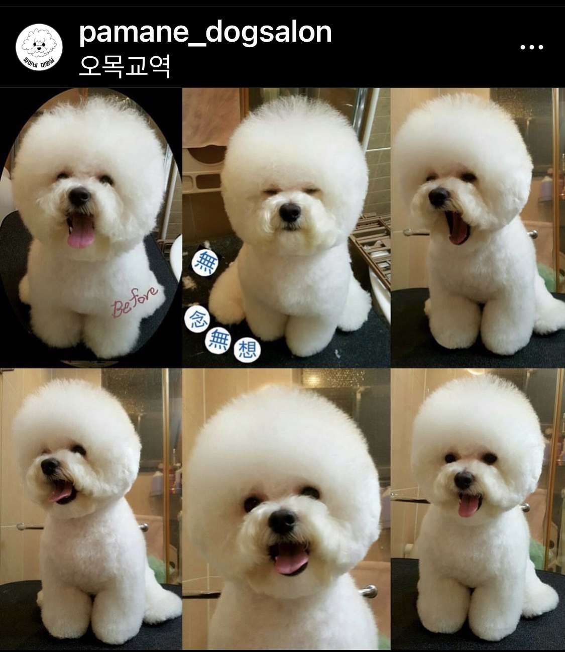 파마네 Dog Salon