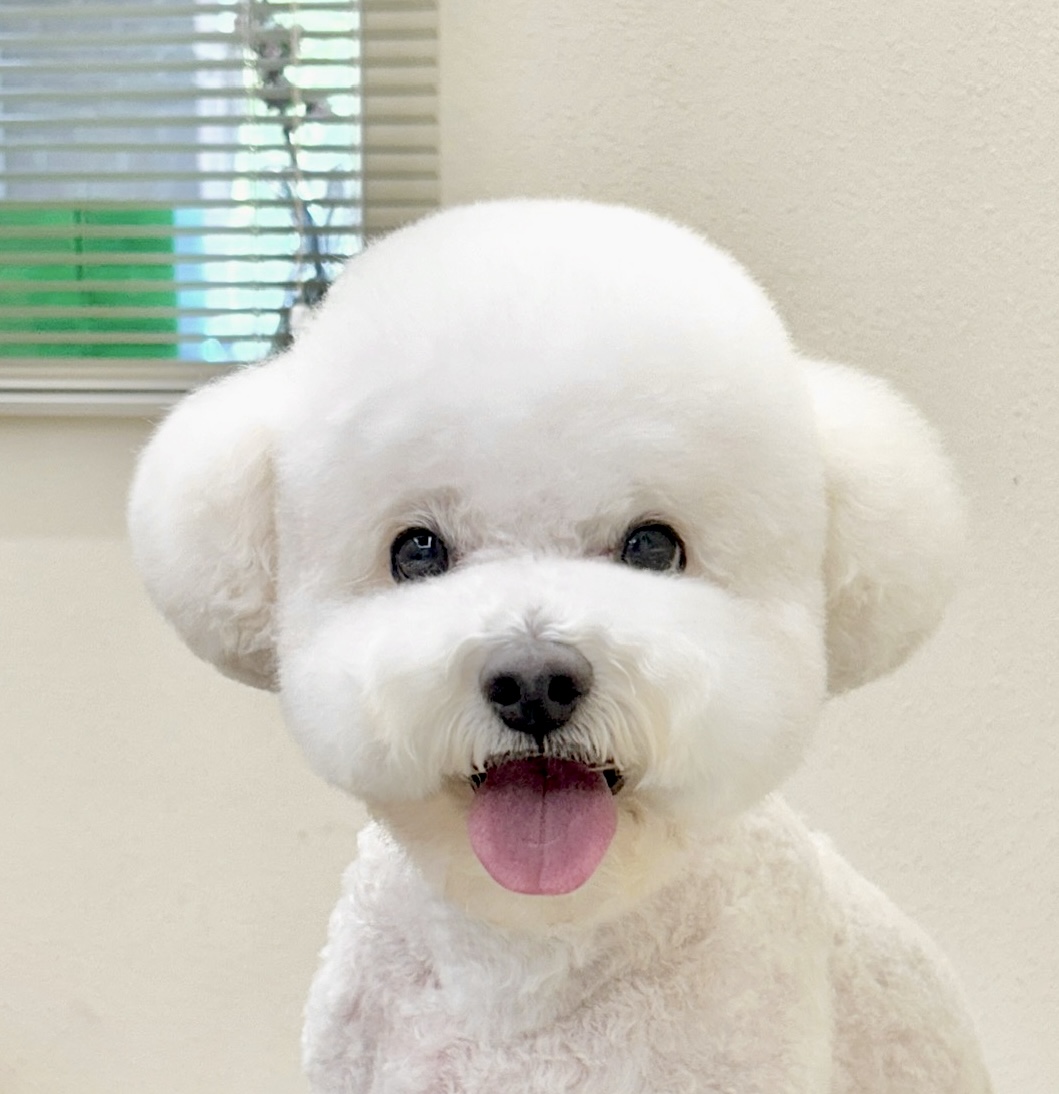 프로큐트(PROCUTE)