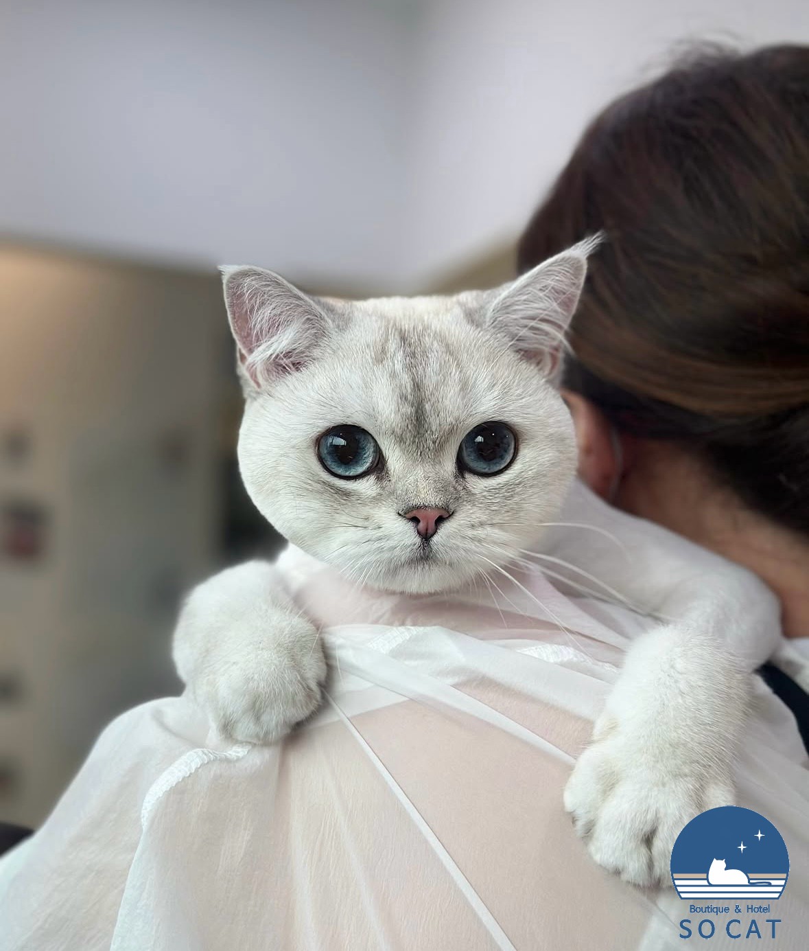 쏘캣(SO CAT)