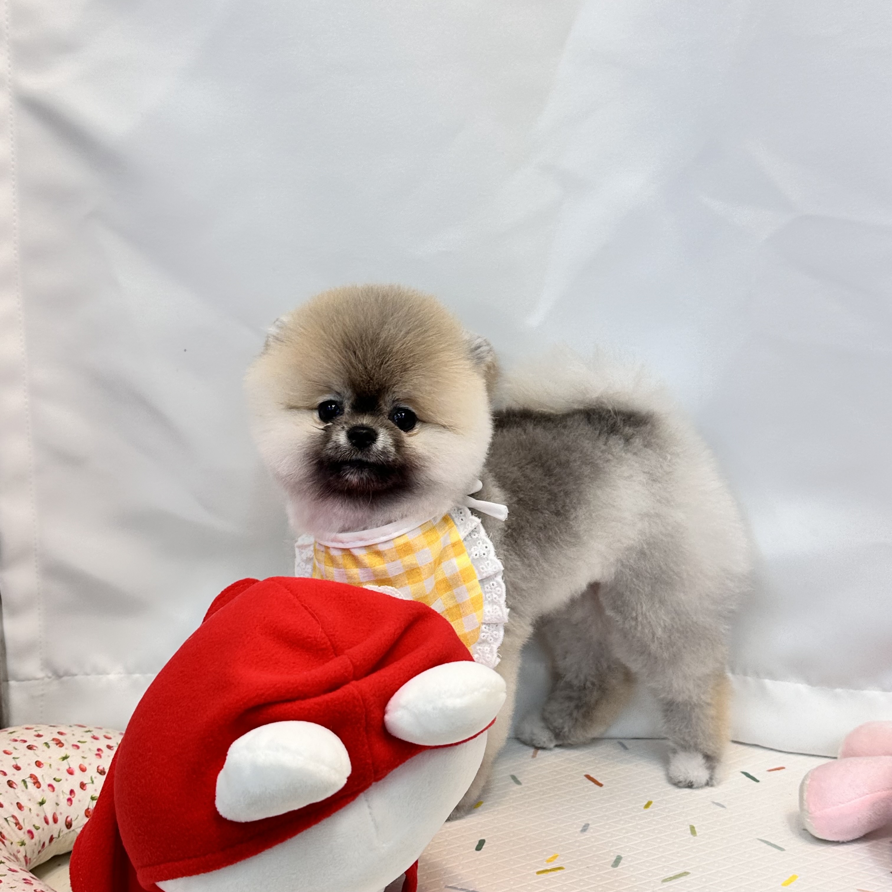 대박펫살롱