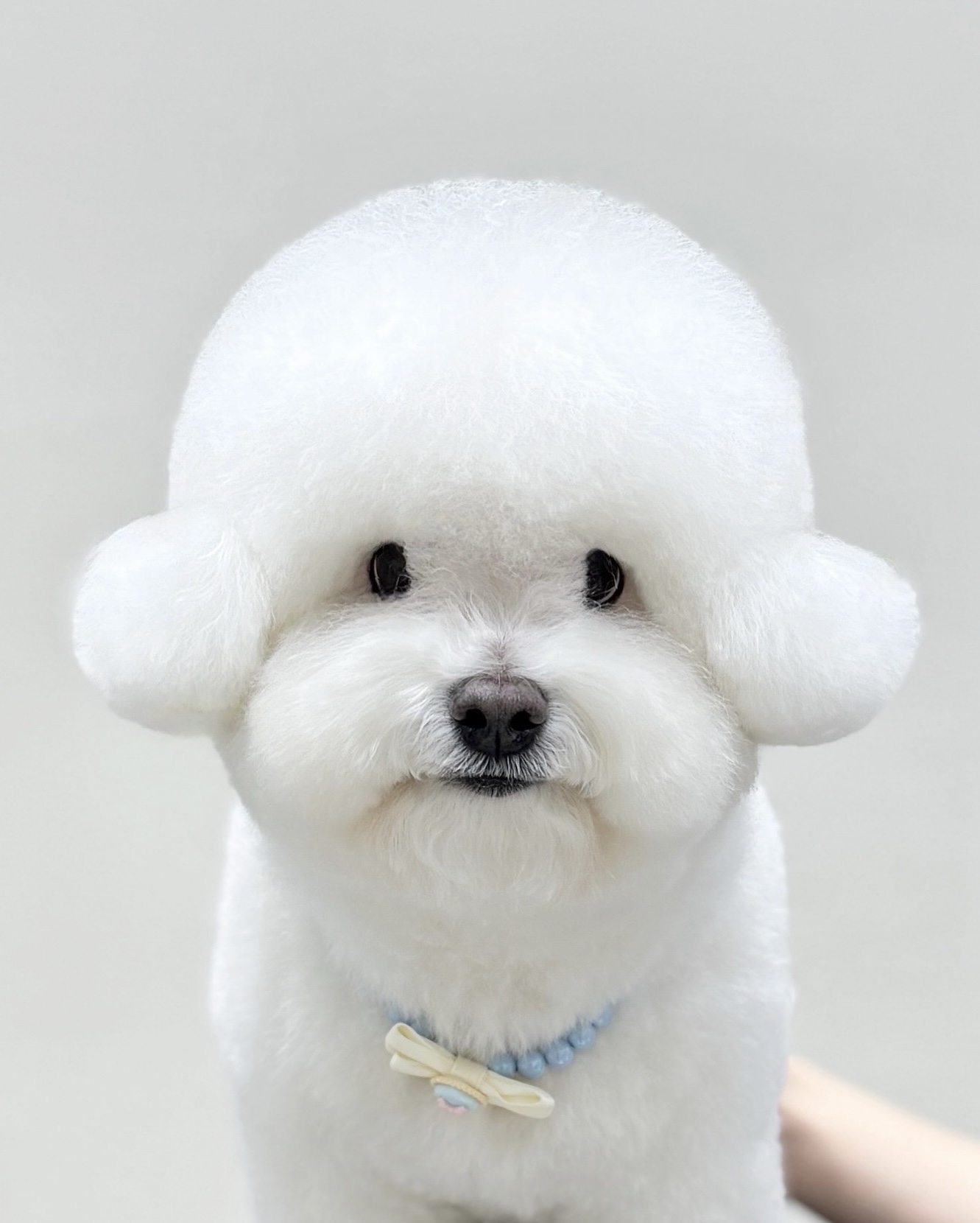 플러스비비