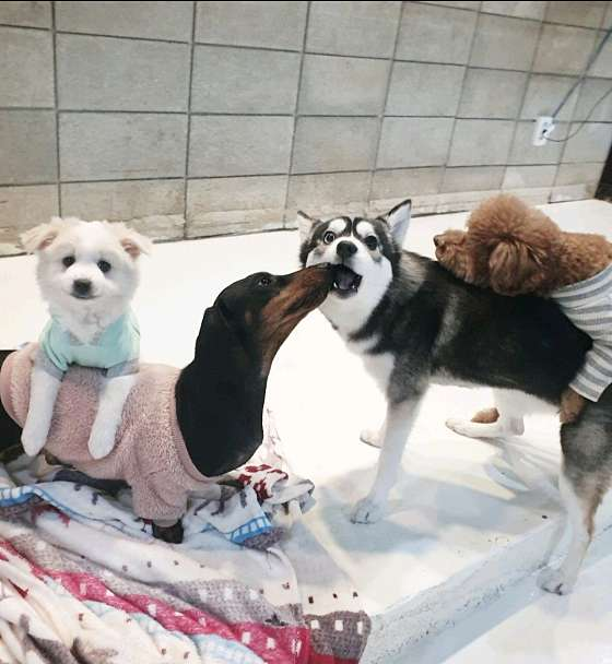 별개