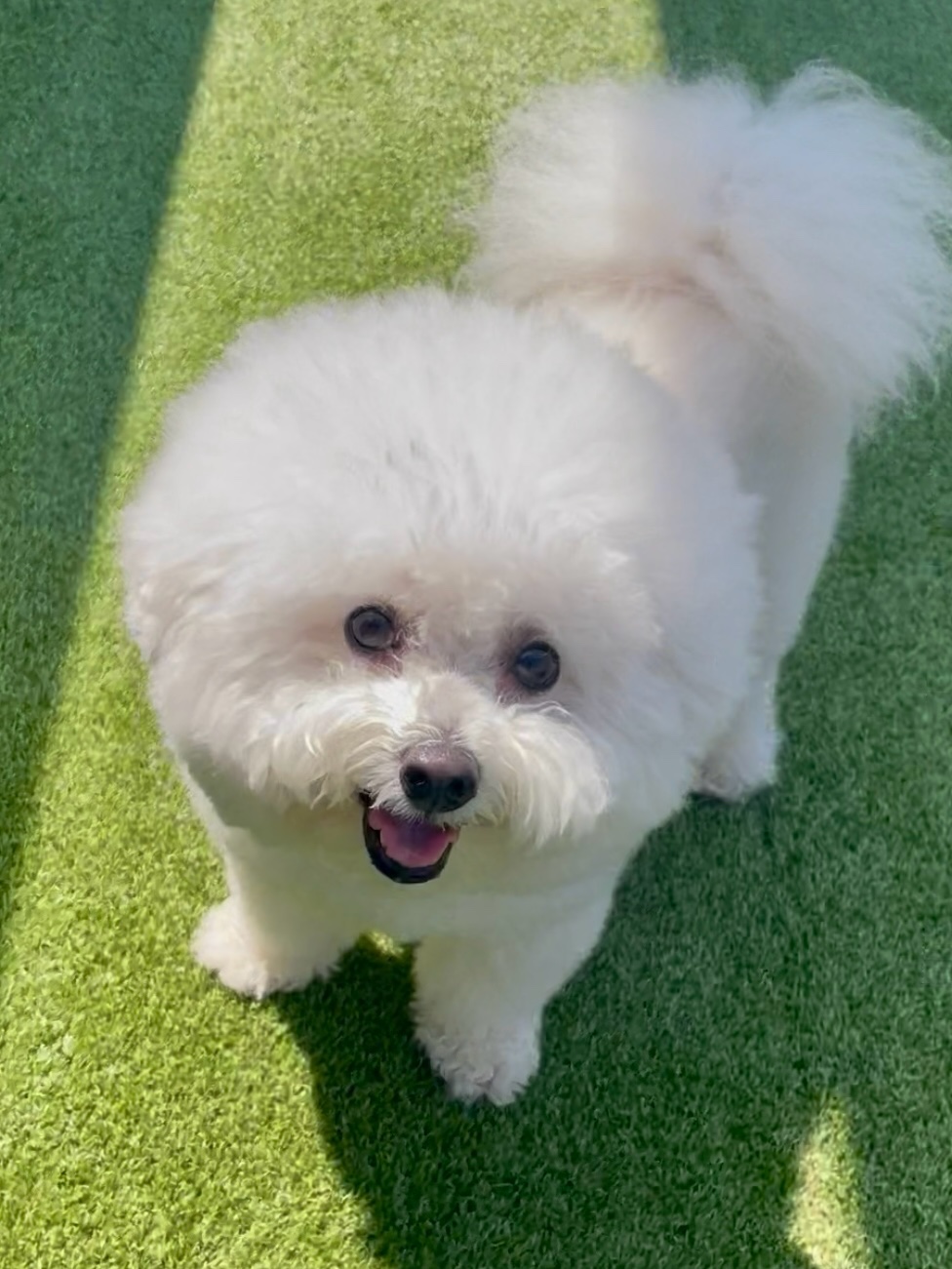 개버드 스쿨