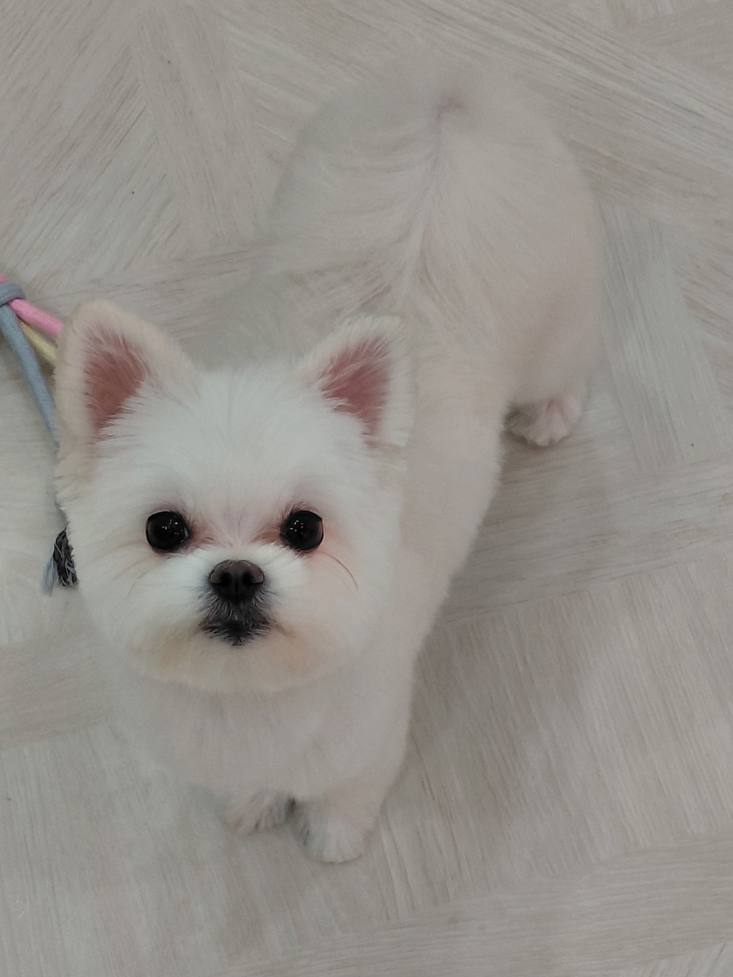 펫대손손 애견센터 가산점