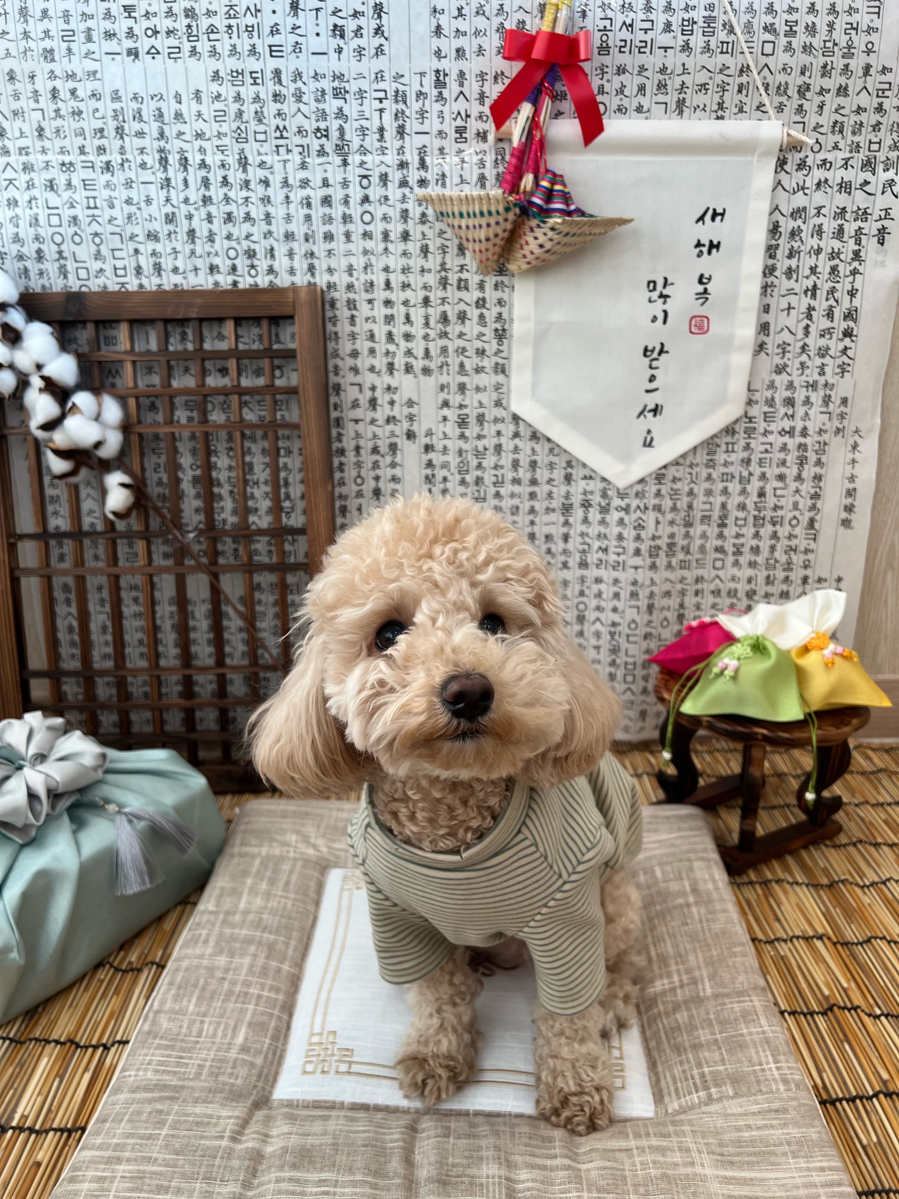 욜로독