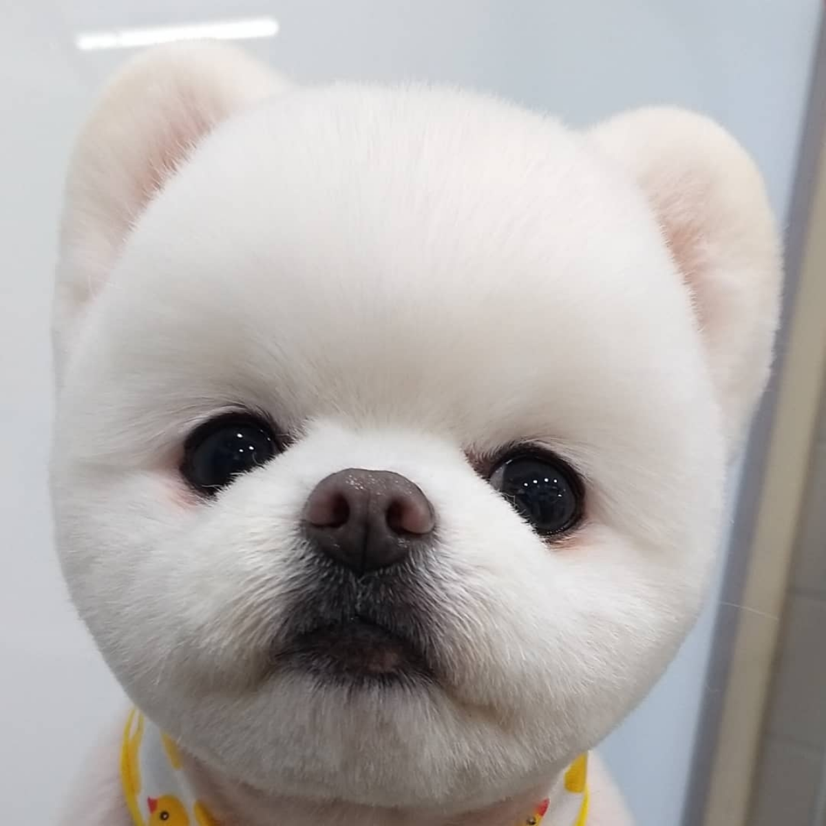 플러피독 애견미용실