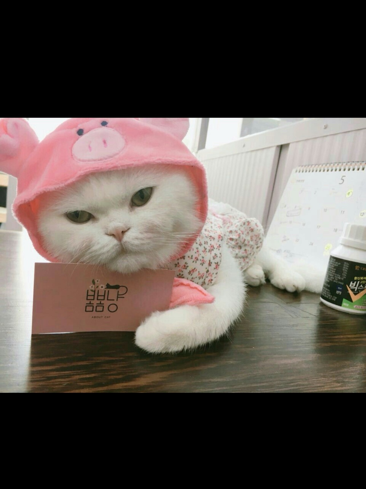 봄봄냥