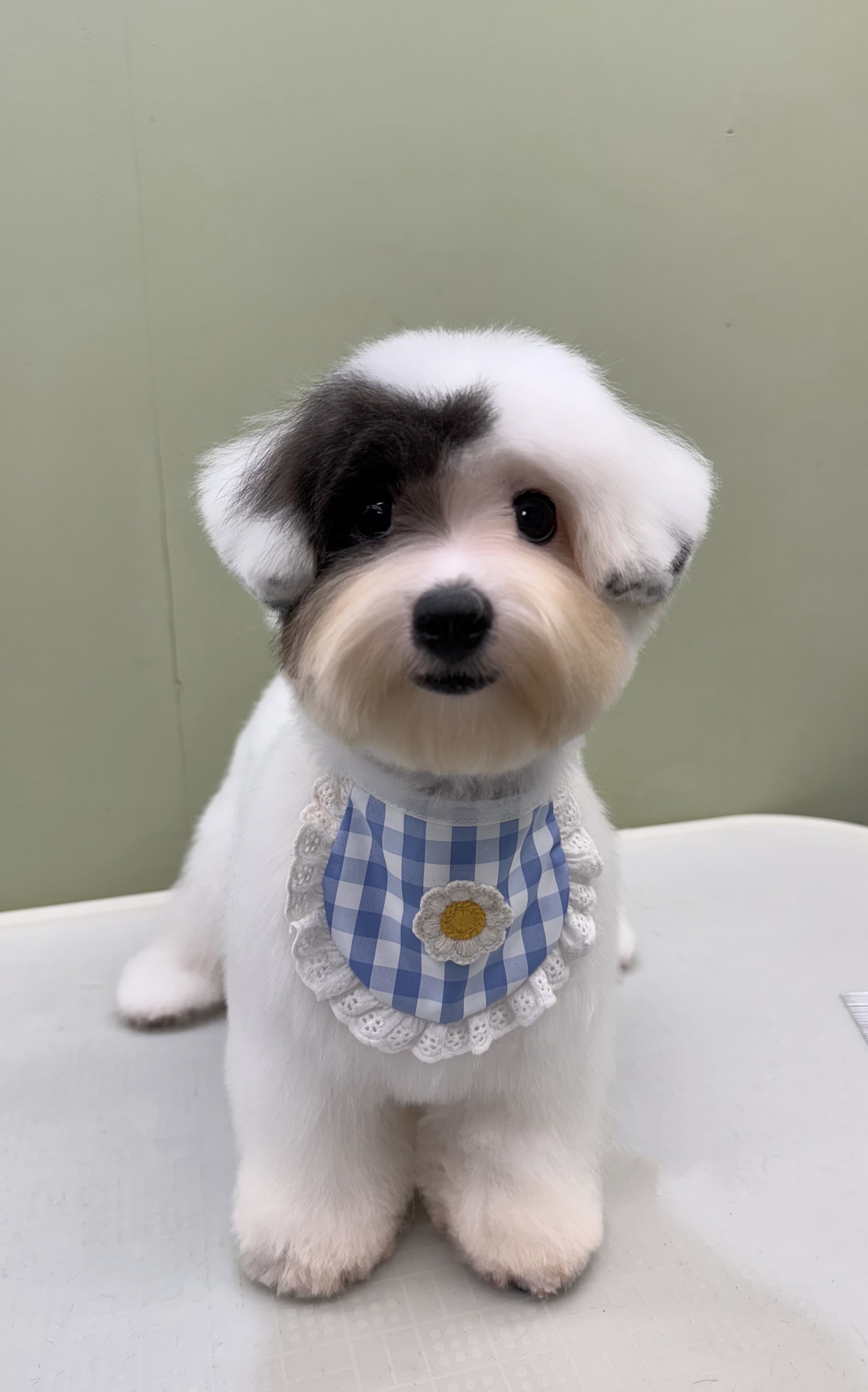 한스펫살롱