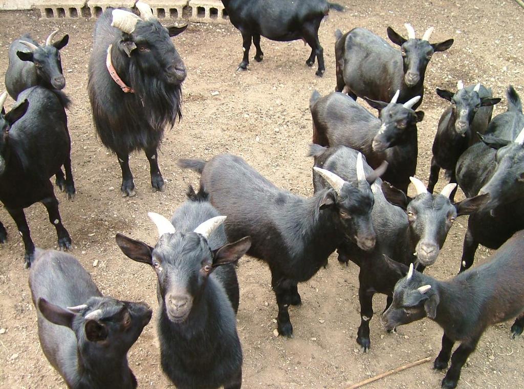 화산골산장 사진 6