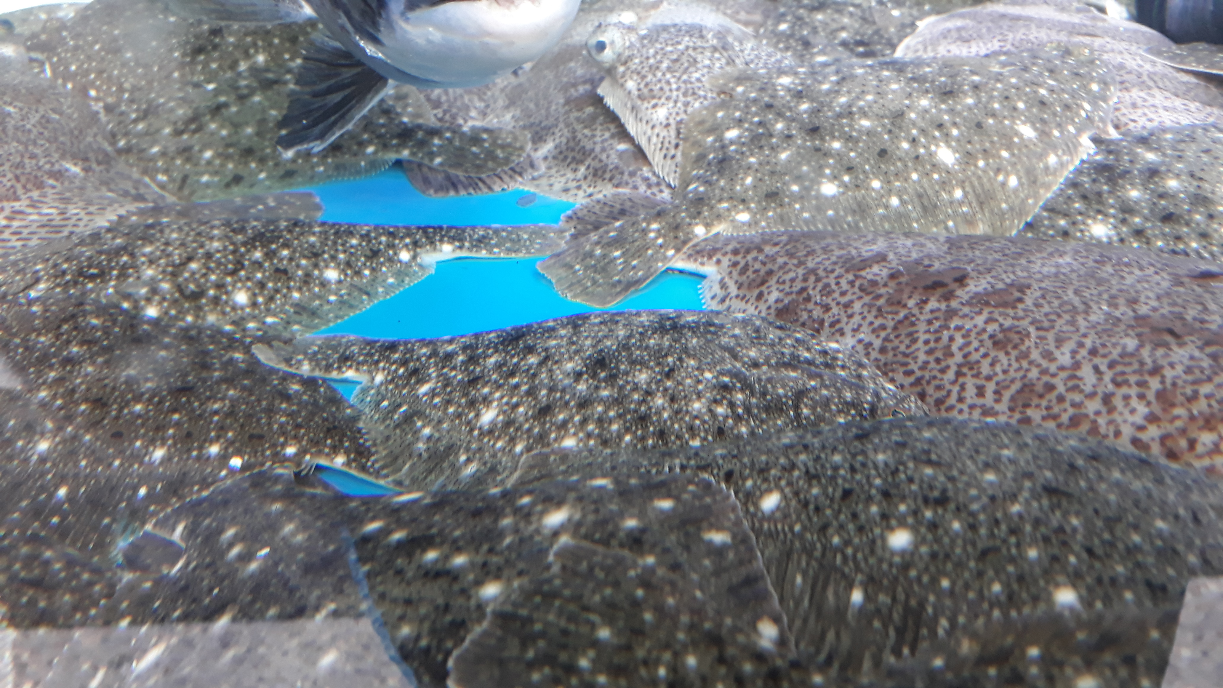 Sulsanghoetjip 5