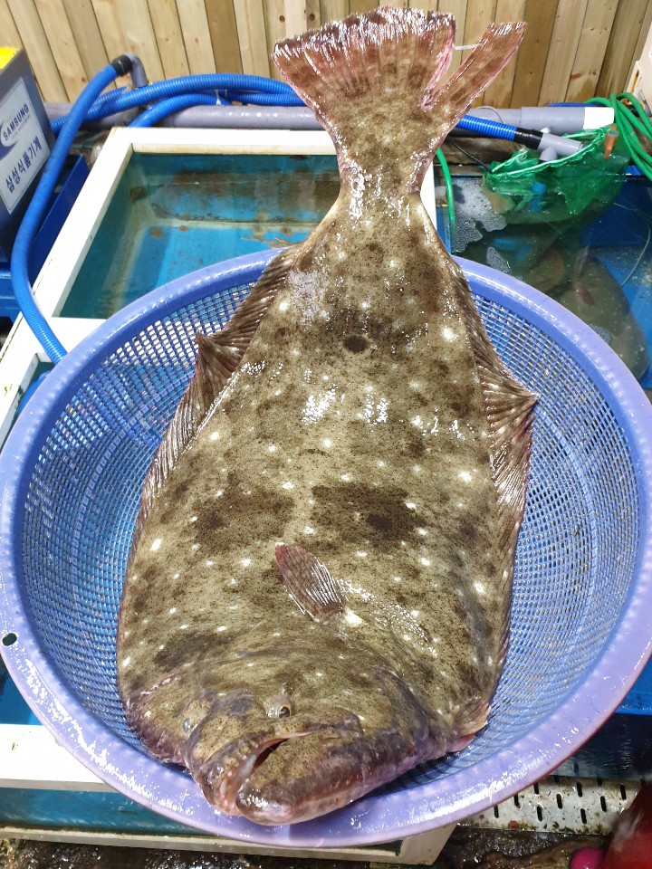 해양호깐돌이횟집 사진 3