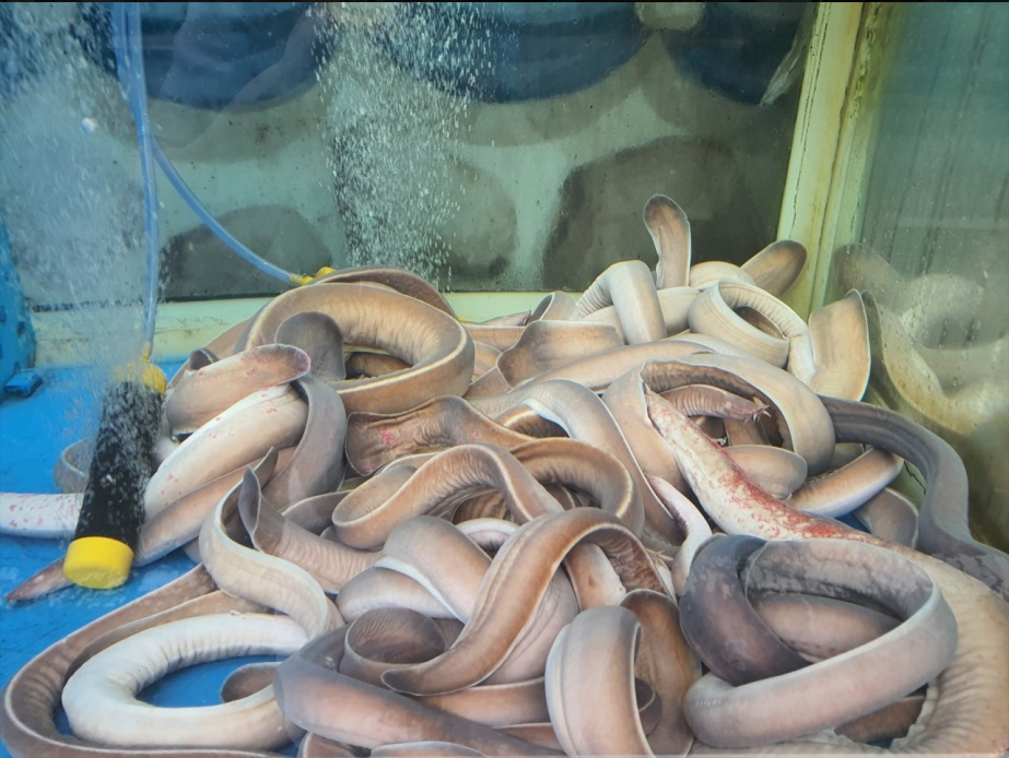 엄마손산곰장어 사진 2