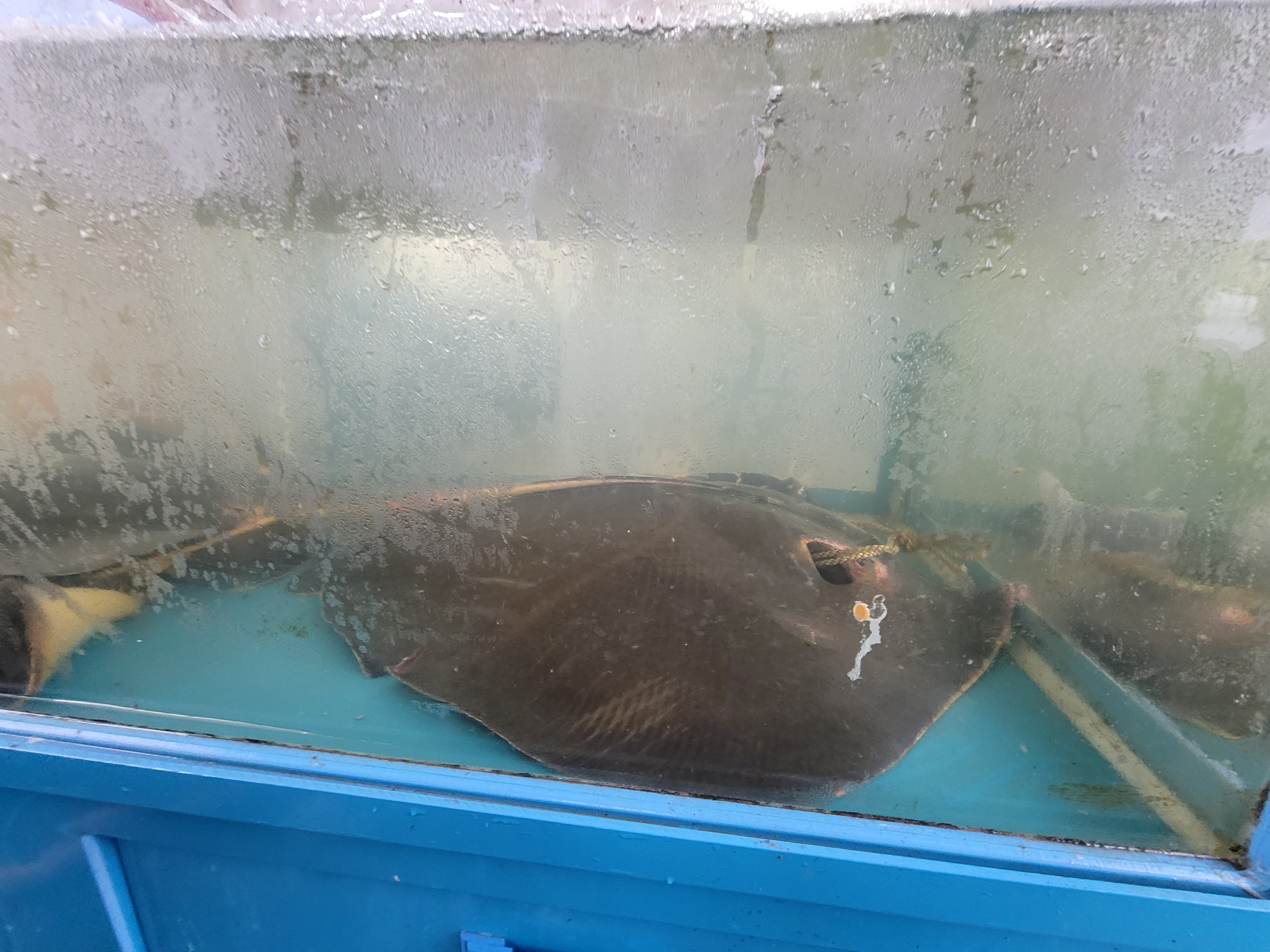 바닷가횟집 사진 2