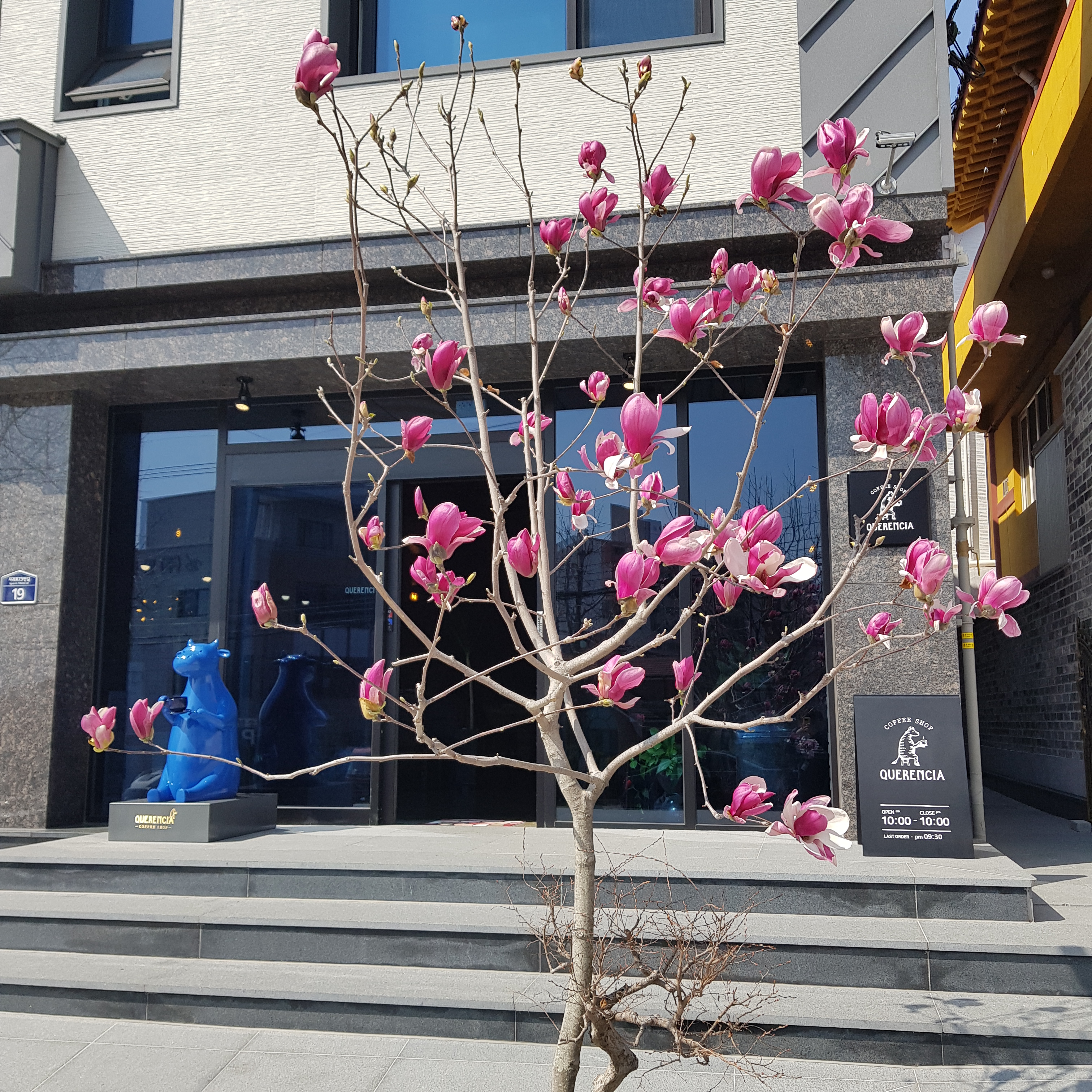 카페 케렌시아