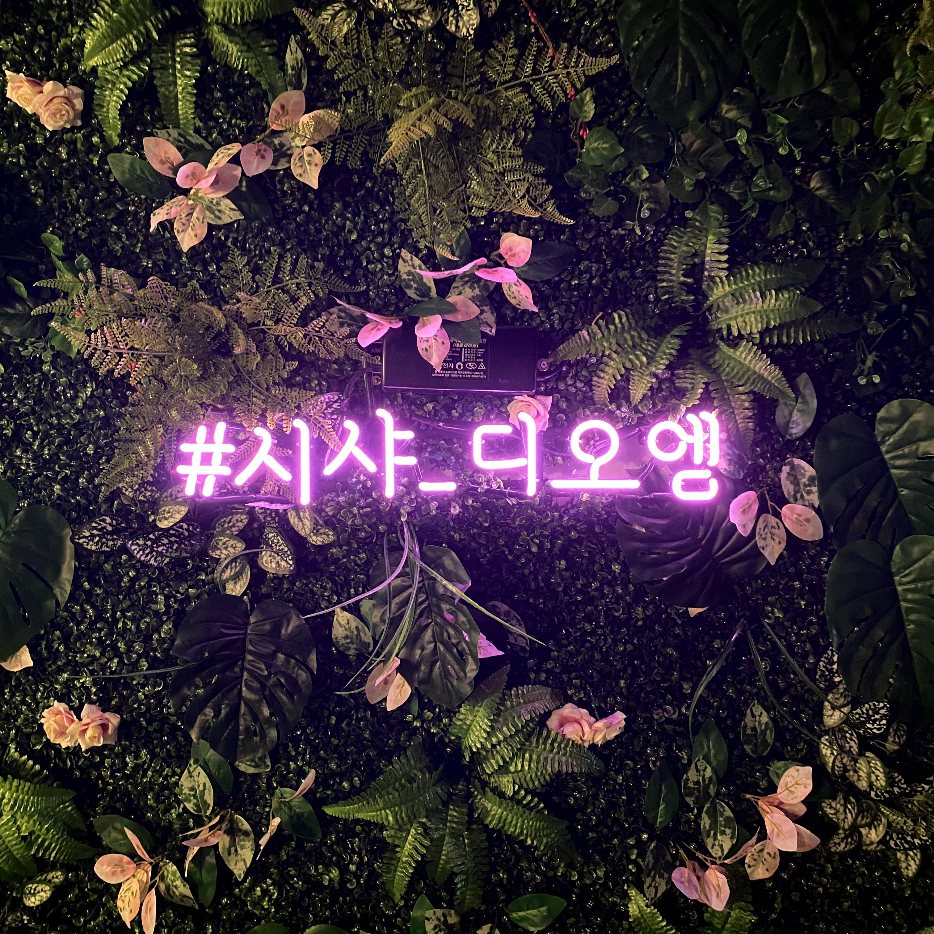 시샤디오엠 사진 2