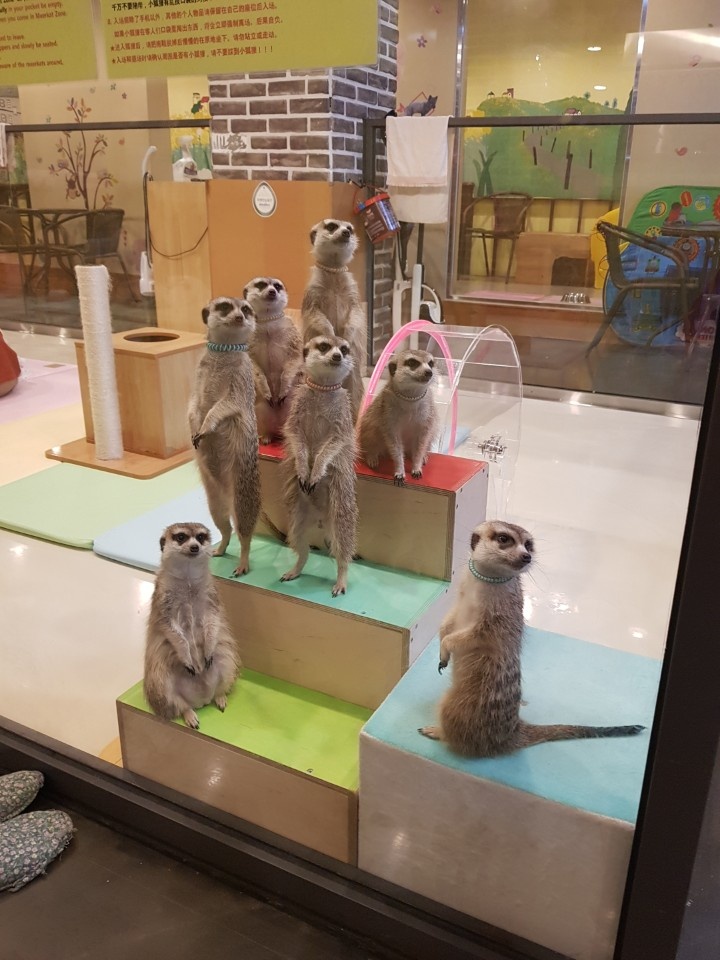 미어캣프랜즈 사진 3