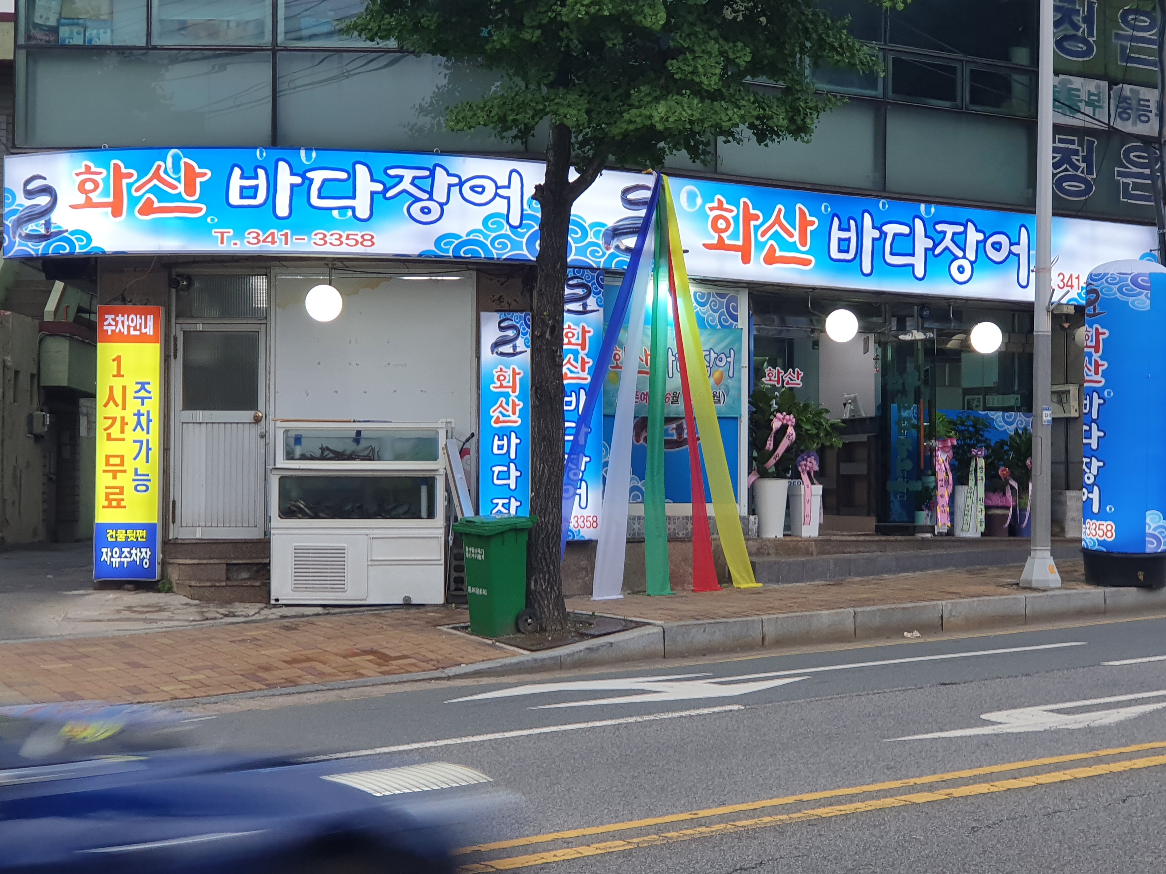 화산바다장어 사진 5